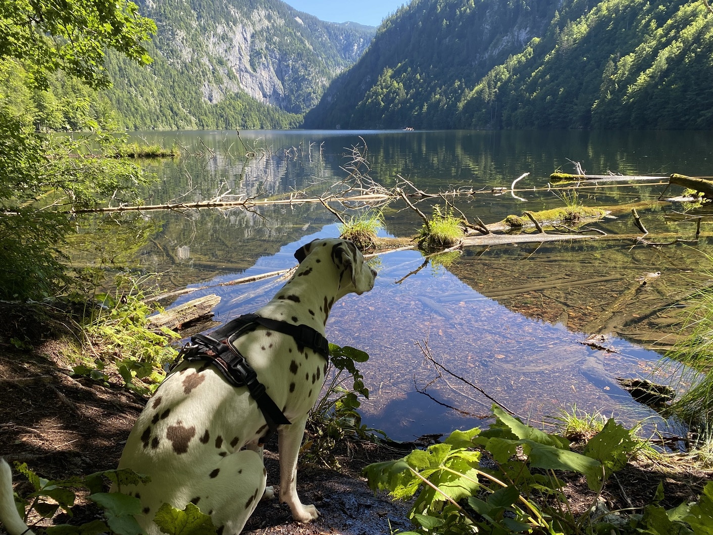 Hund sitzt an einem See, Blick auf Berge