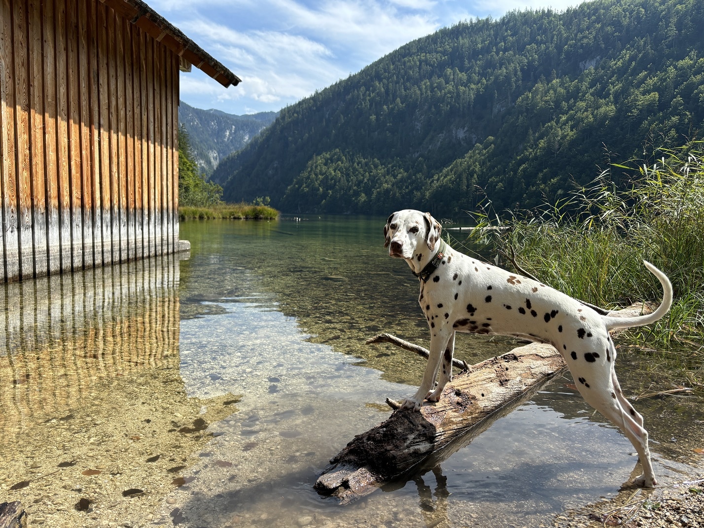 Hund steht auf Baumstamm, See, Bootshaus