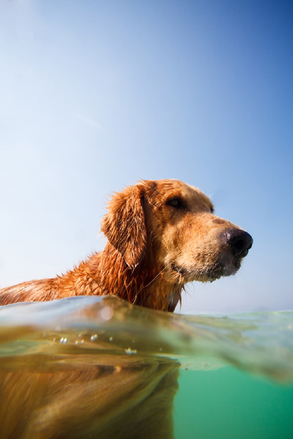 Hund schwimmt im Wasser