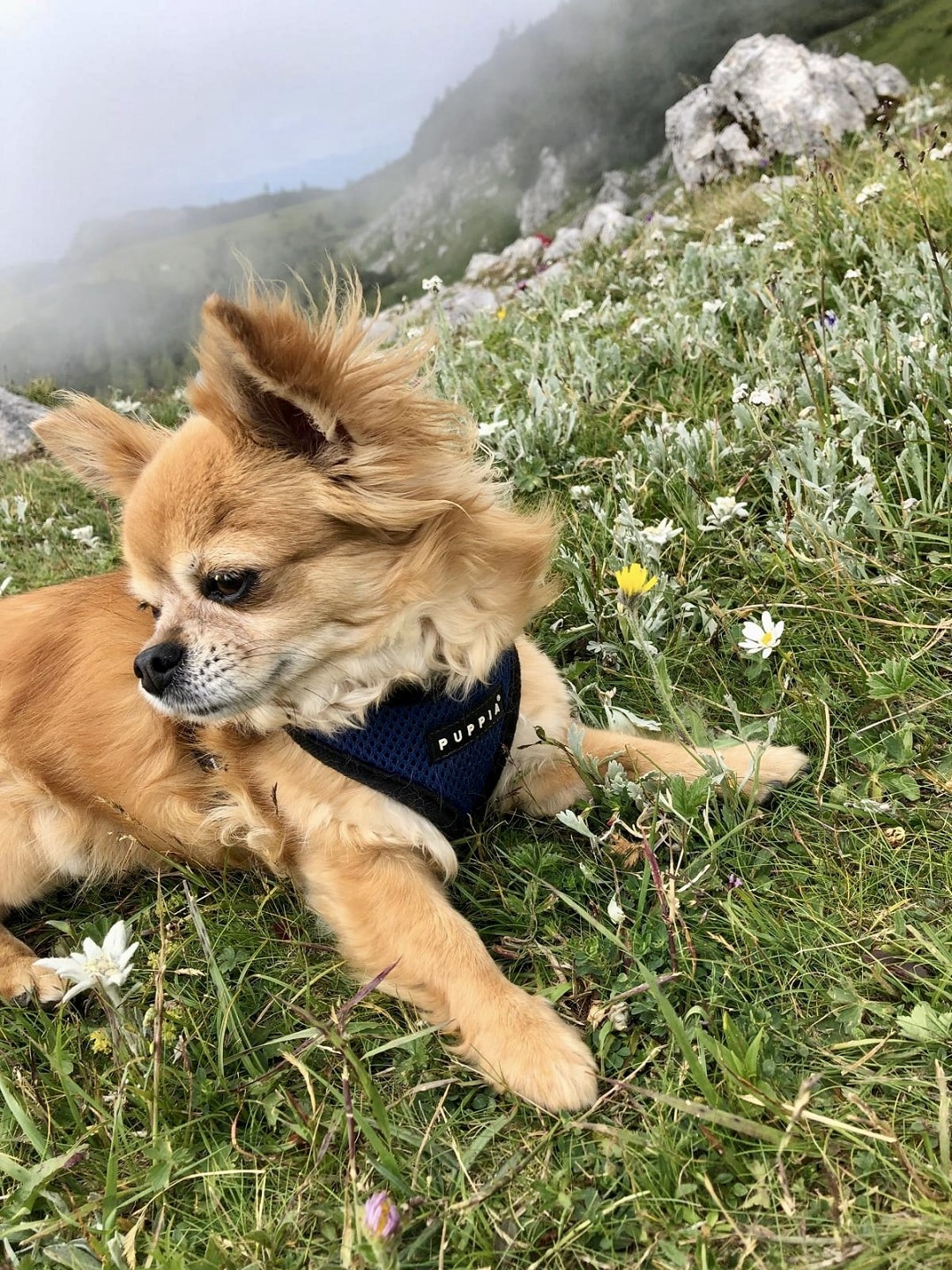 Ein kleiner brauner Hund liegt auf einer Alm im Gras.