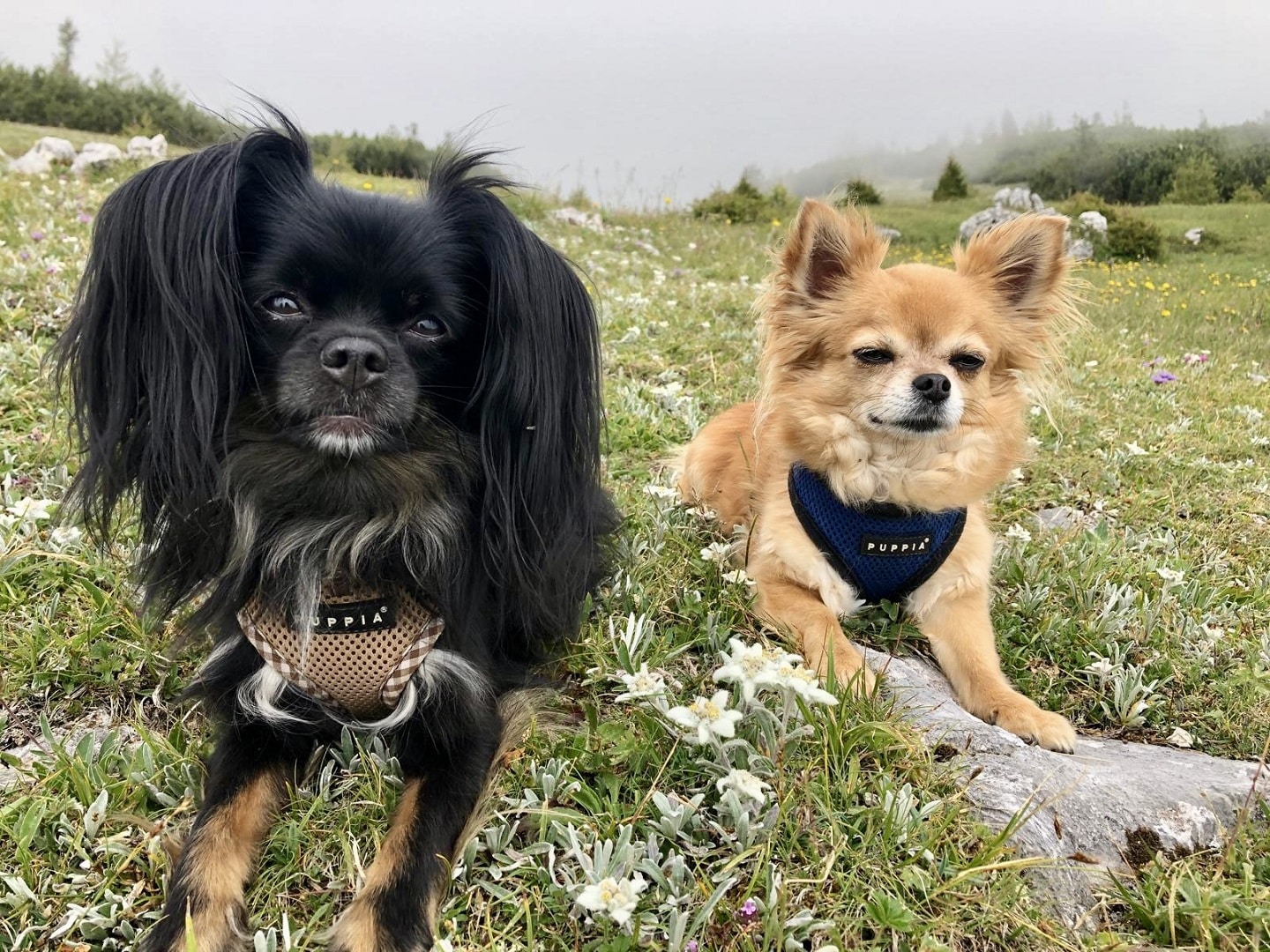 Ein kleiner schwarzer und ein kleiner brauner Hund liegen auf einer Alm im Gras.