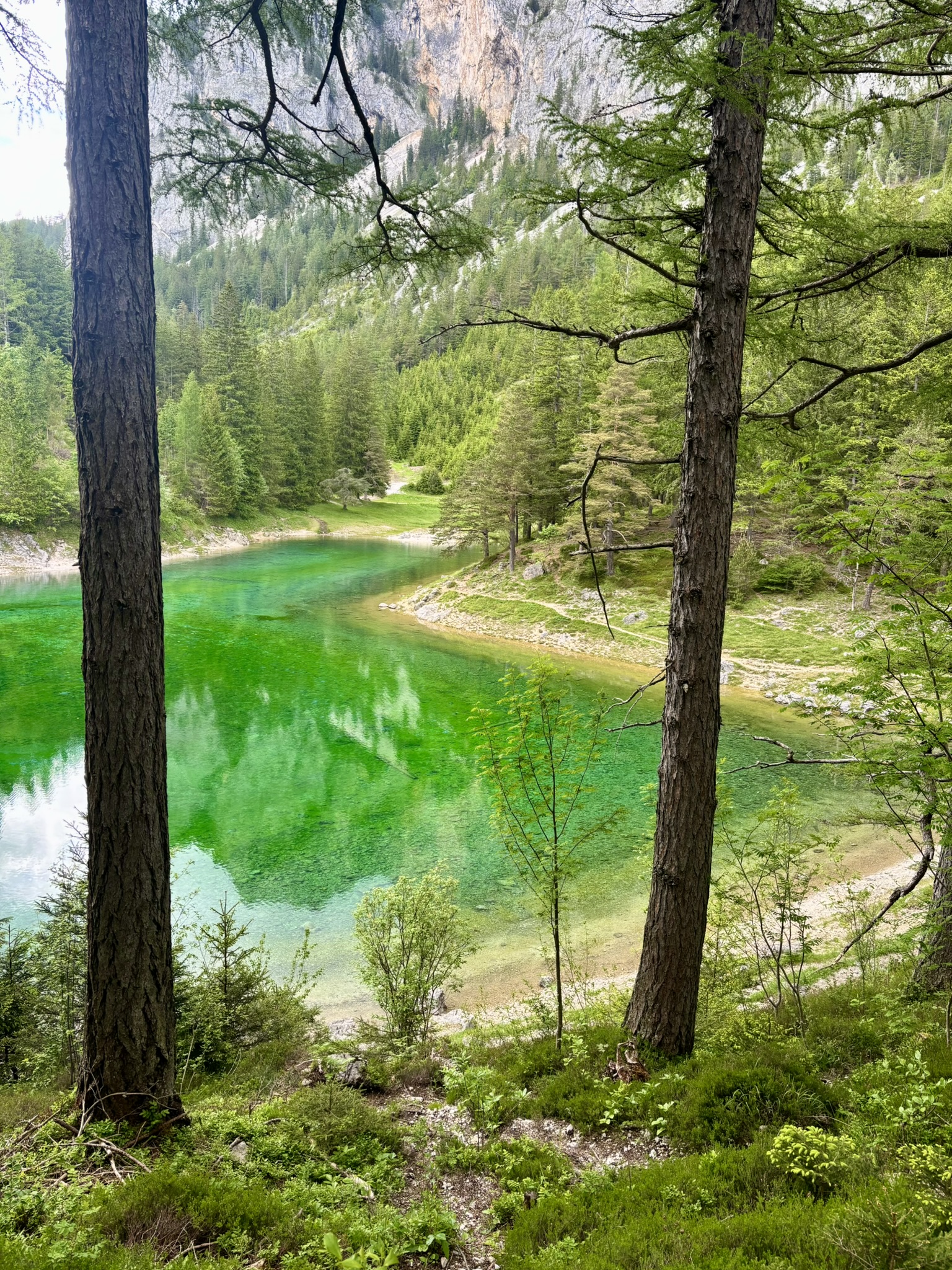 Landschaftsschutzgebiet Grüner See, smaragdgrüner See, Bäume