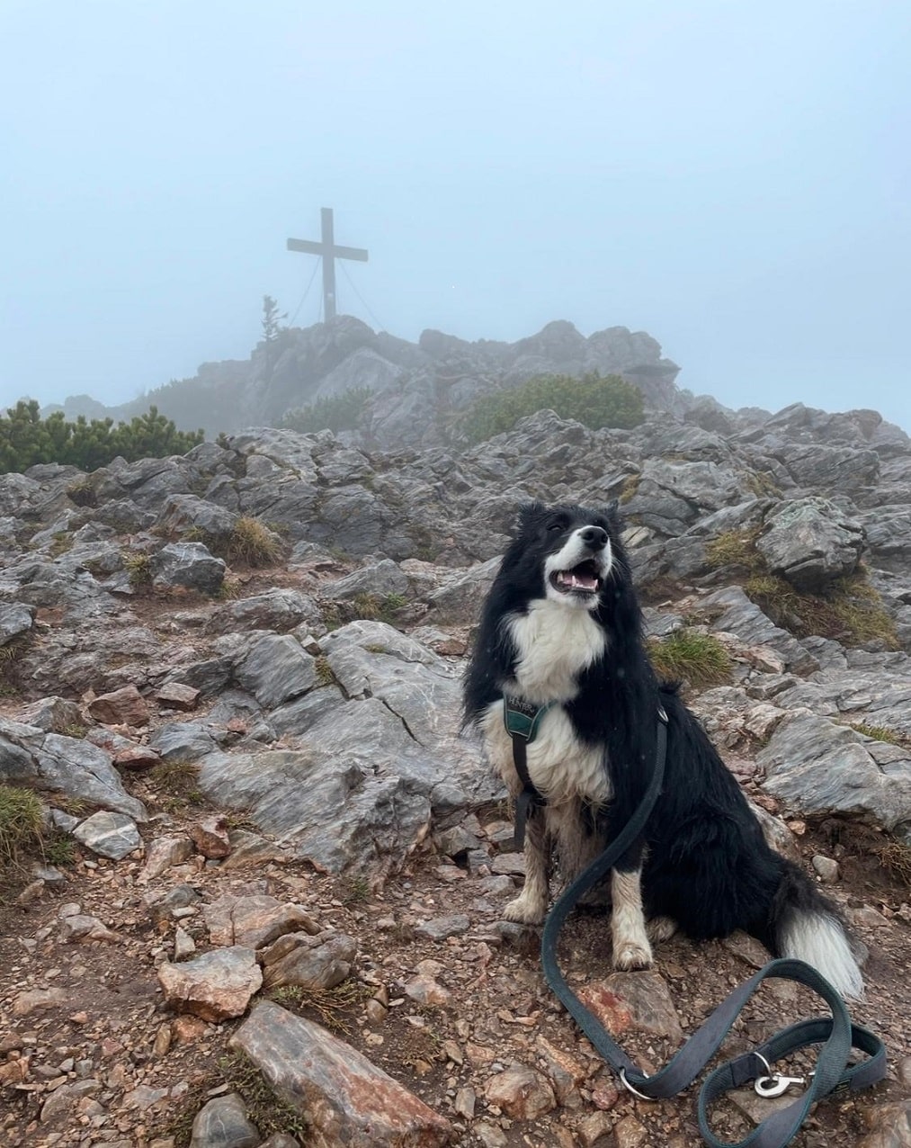Schwarz-weißer mittelgroßer Hund sitzt in Felsen vor einem Gipfelkreuz.