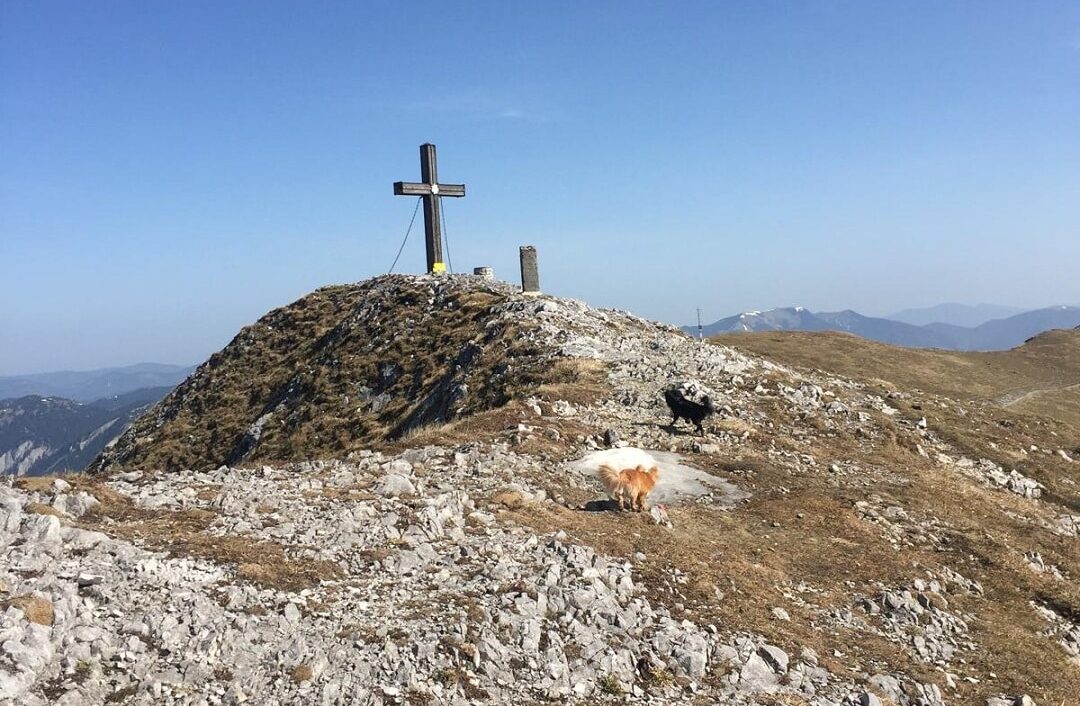 Zwei kleine Hunde laufen in Richtung Gipfelkreuz auf einem Berg.