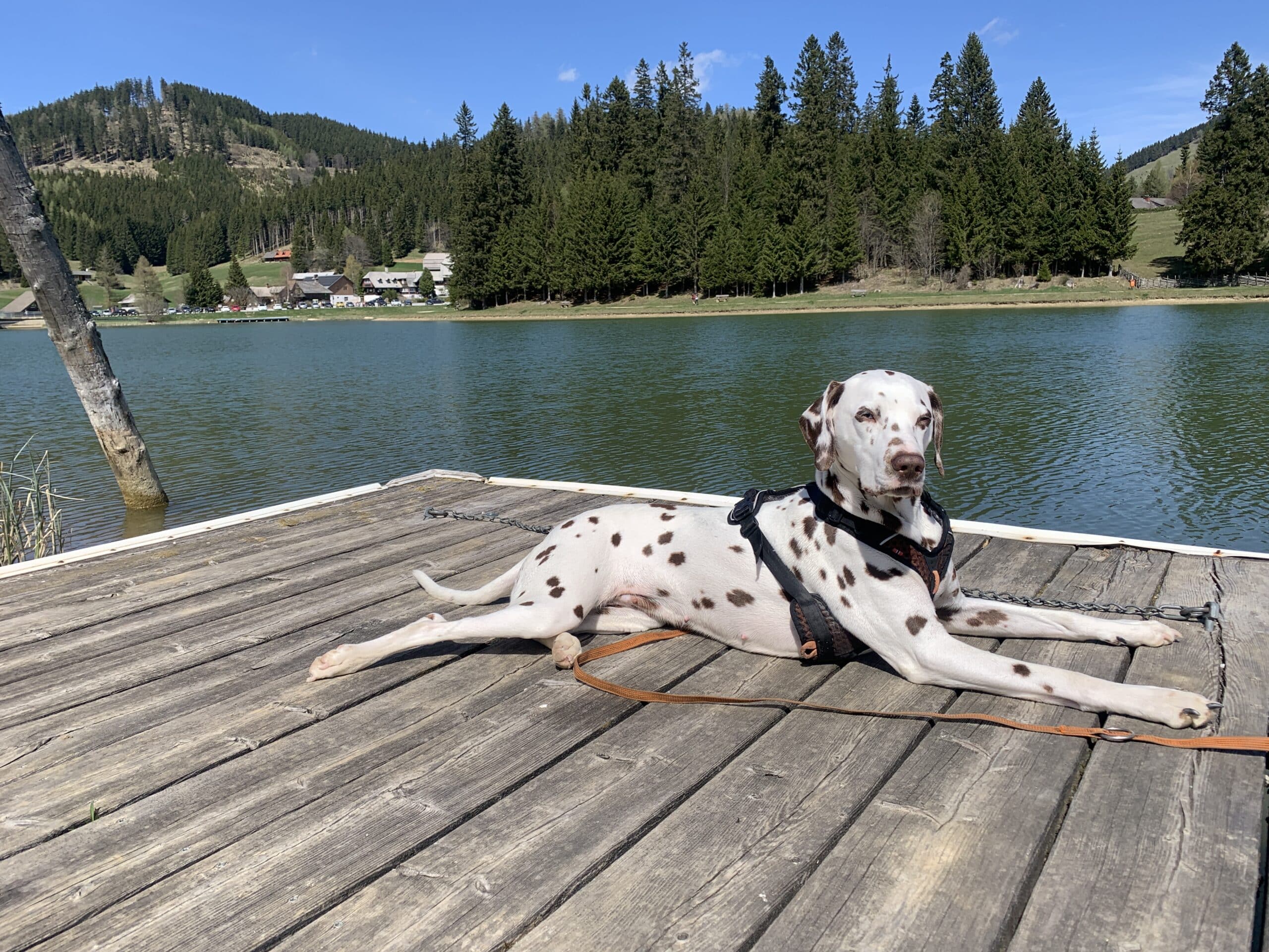 Dalmatiner liegt auf Holzsteg an einem See in der Sonne.