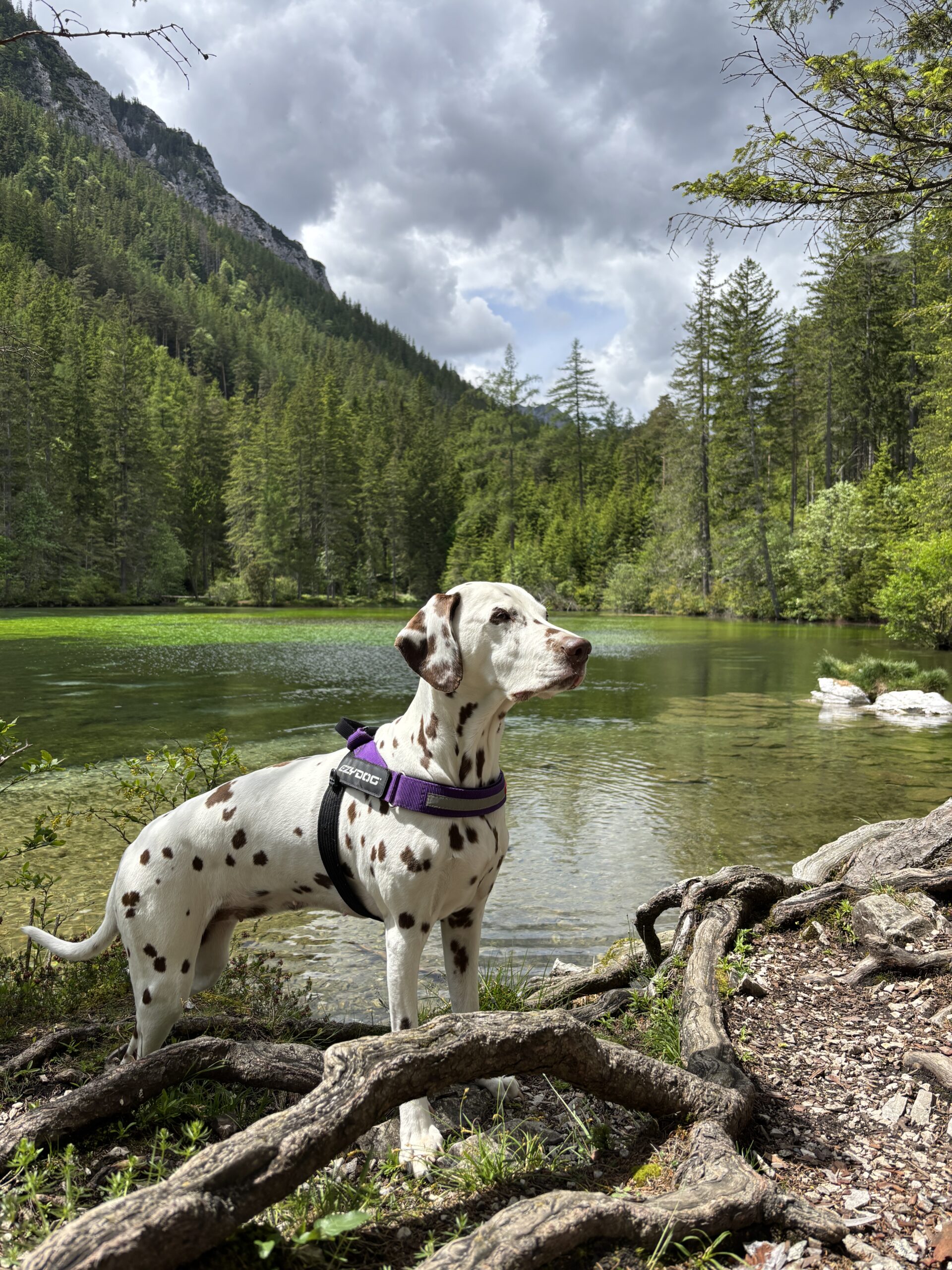 Hund (Dalmatiner) steht am Ufer Grüner See
