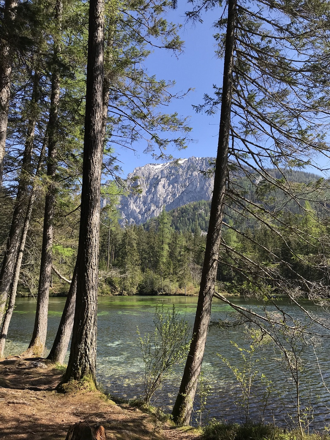 Felsige Berge, Wald, Bäume und See