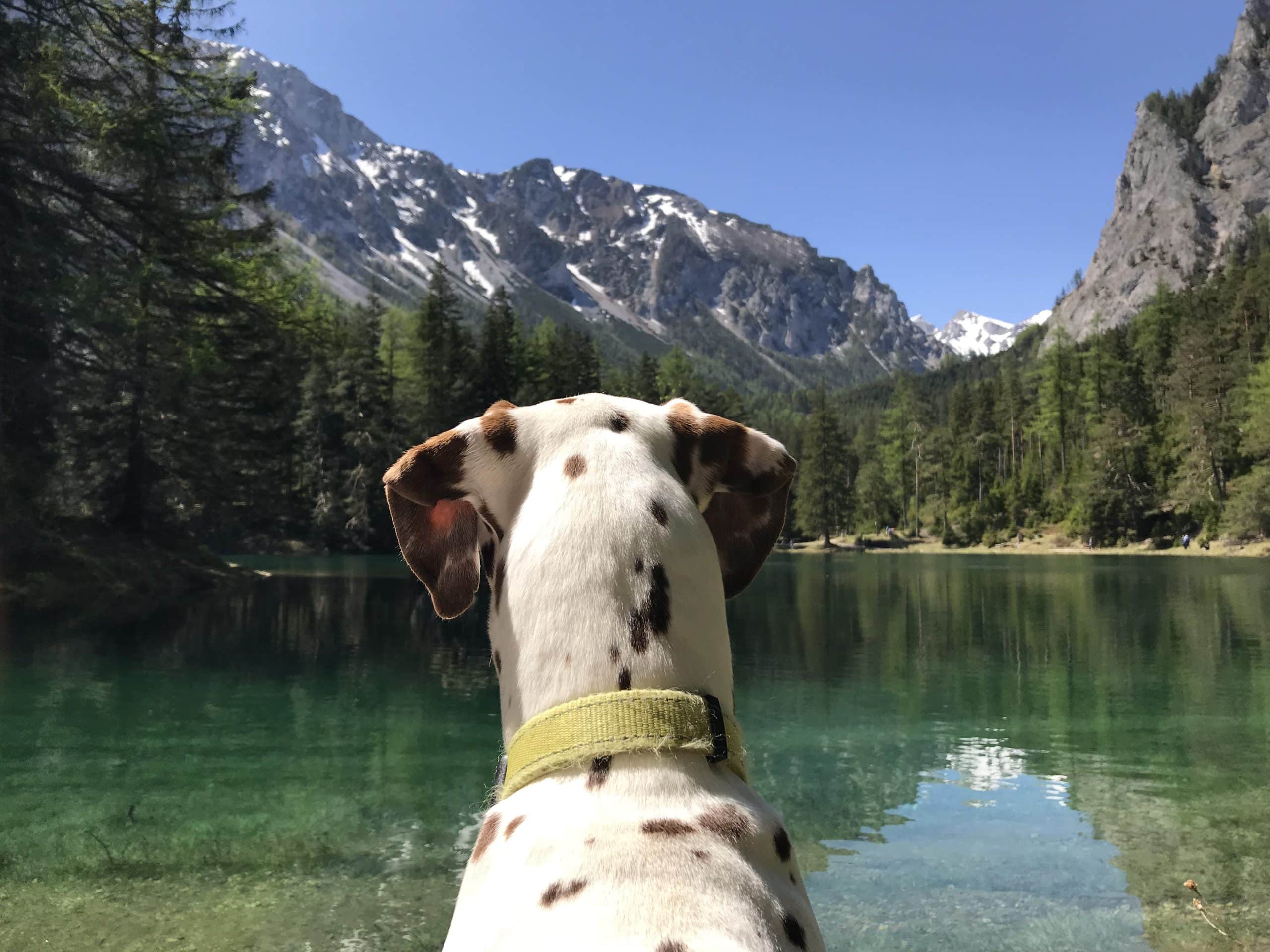 Dalmatiner von hinten sitzt an einem grünen Bergsee