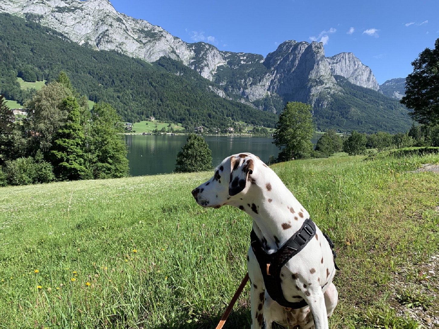 Hund sitzt in Wiese und blickt auf See