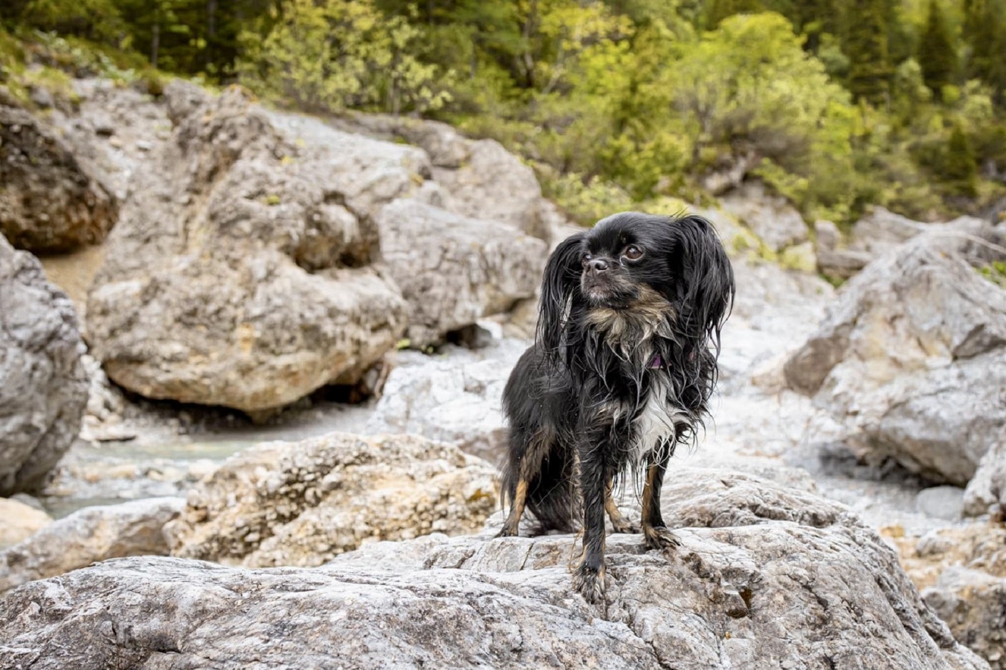 Kleiner schwarzer Hund steht an einem Gebirgsbach, umrahmt von Felsen.