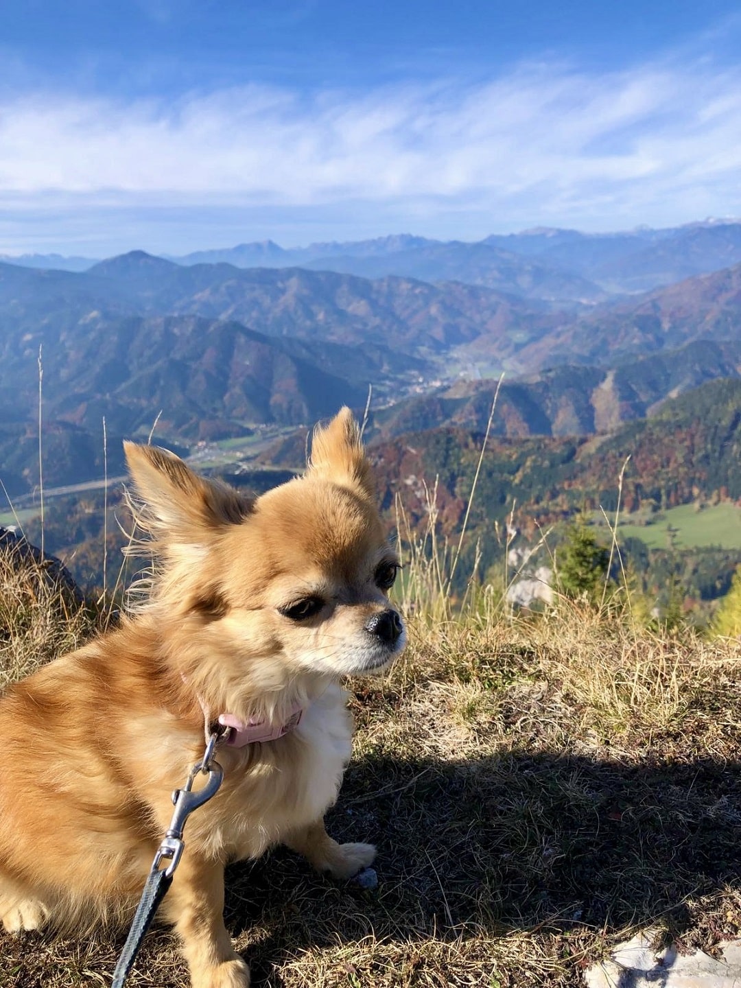 Kleiner brauner Hund sitzt am Berg. Blick in die weiten Berge im Herbst.