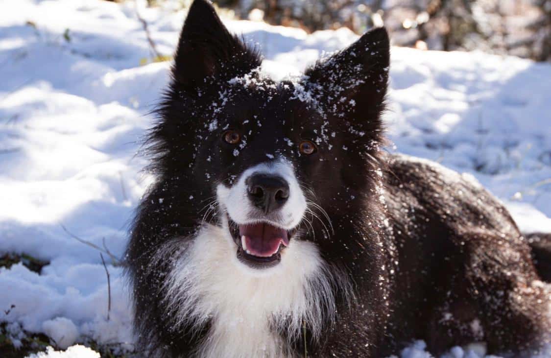 Border Collie liegt im Schnee