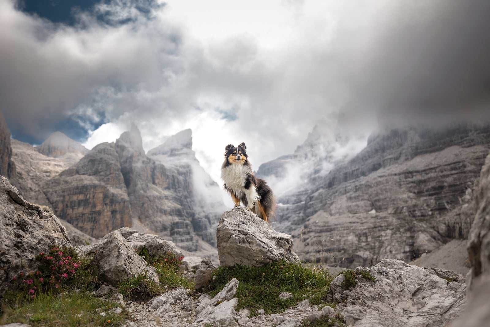 Hund steht auf Felsen; im Hintergrund felsiges Gelände