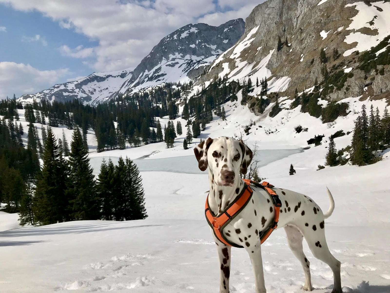 Dalmatiner steht im Schnee; im Hintergrund Bergsee