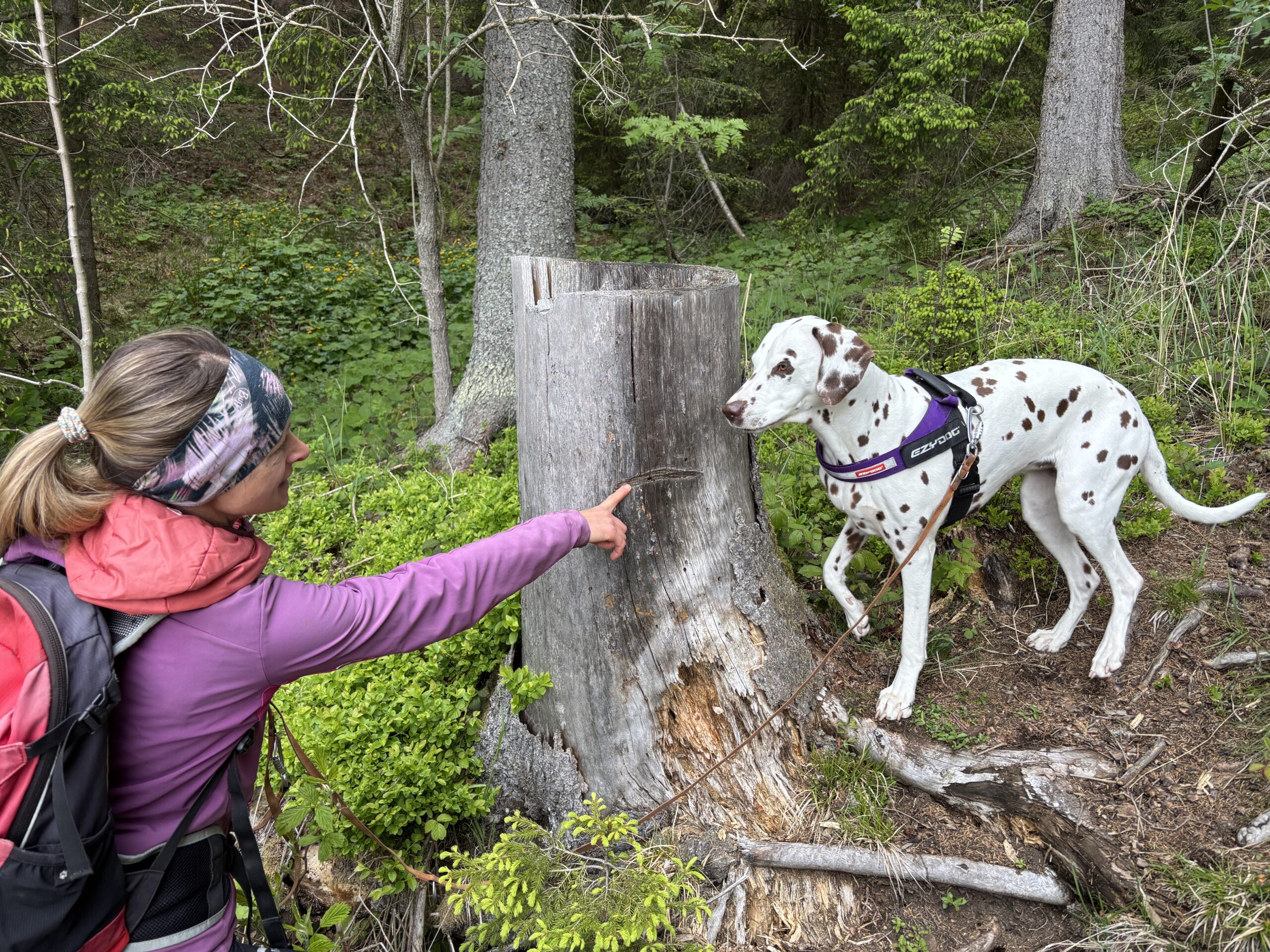 Frau zeigt auf Baumstamm, Hund auf Wanderweg, Wanderung Troiseck