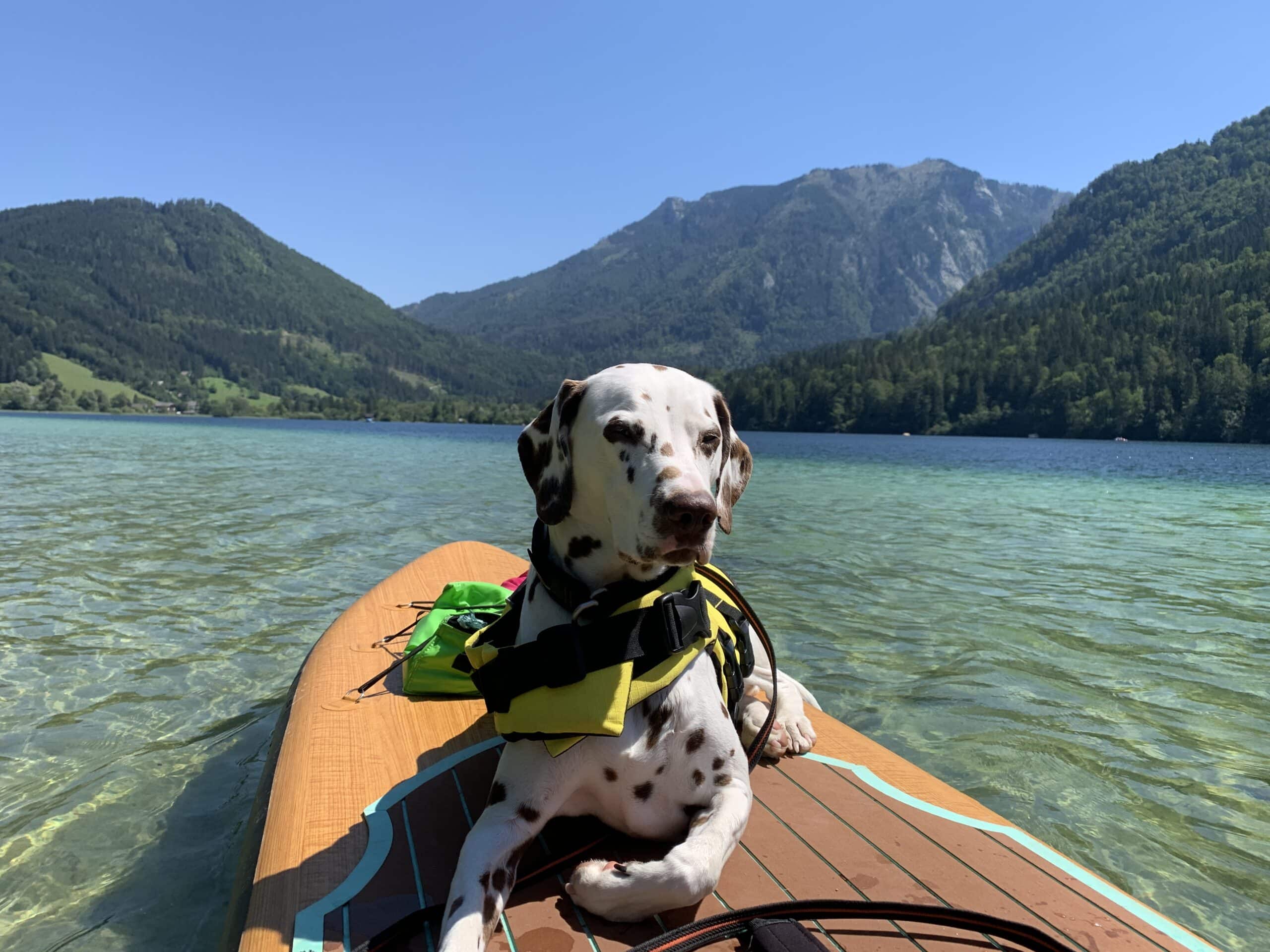 Dalmatiner liegt auf SUP auf einem türkis-schimmernden Bergsee
