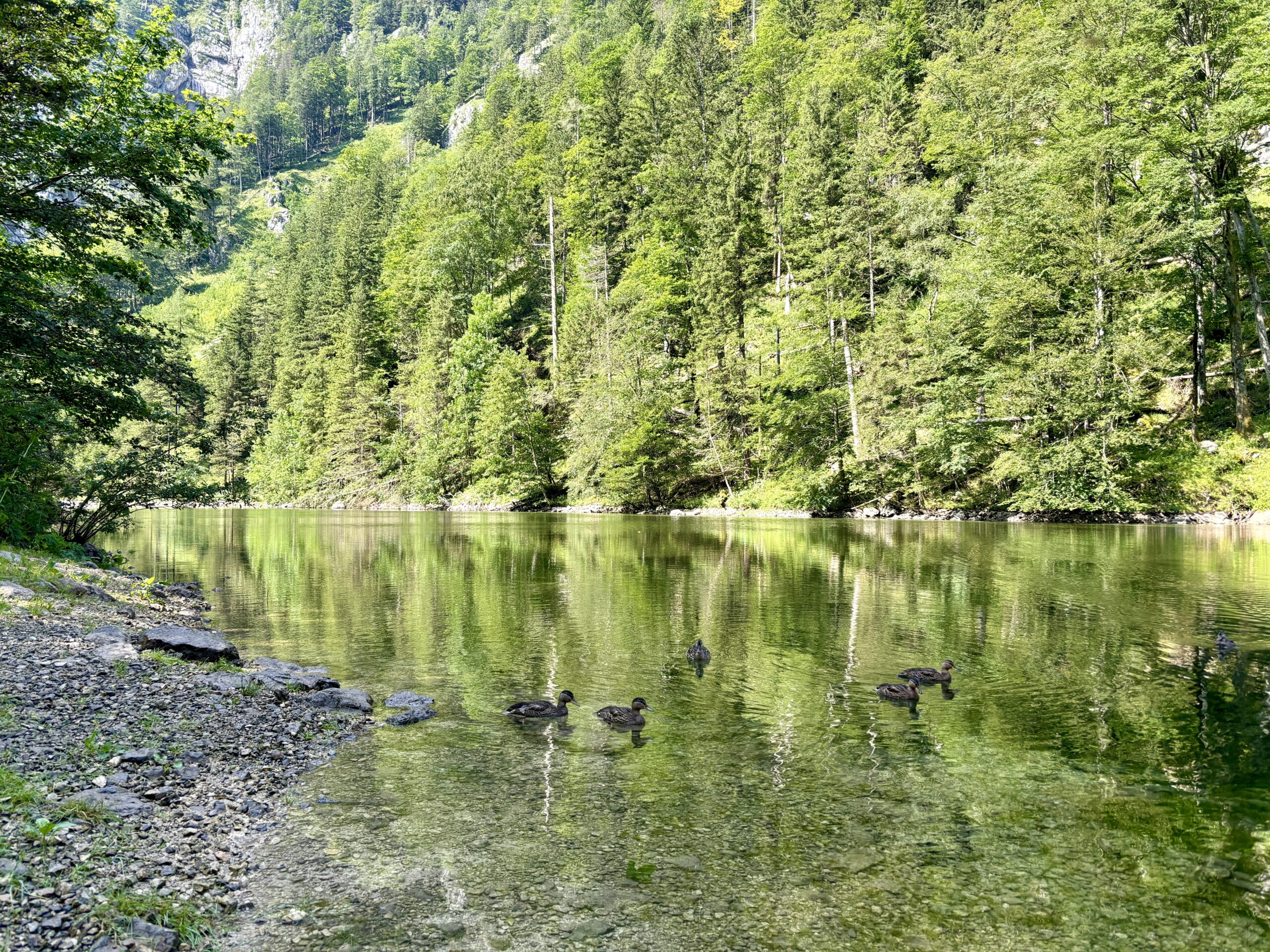 Bergsee eingebettet in Wald