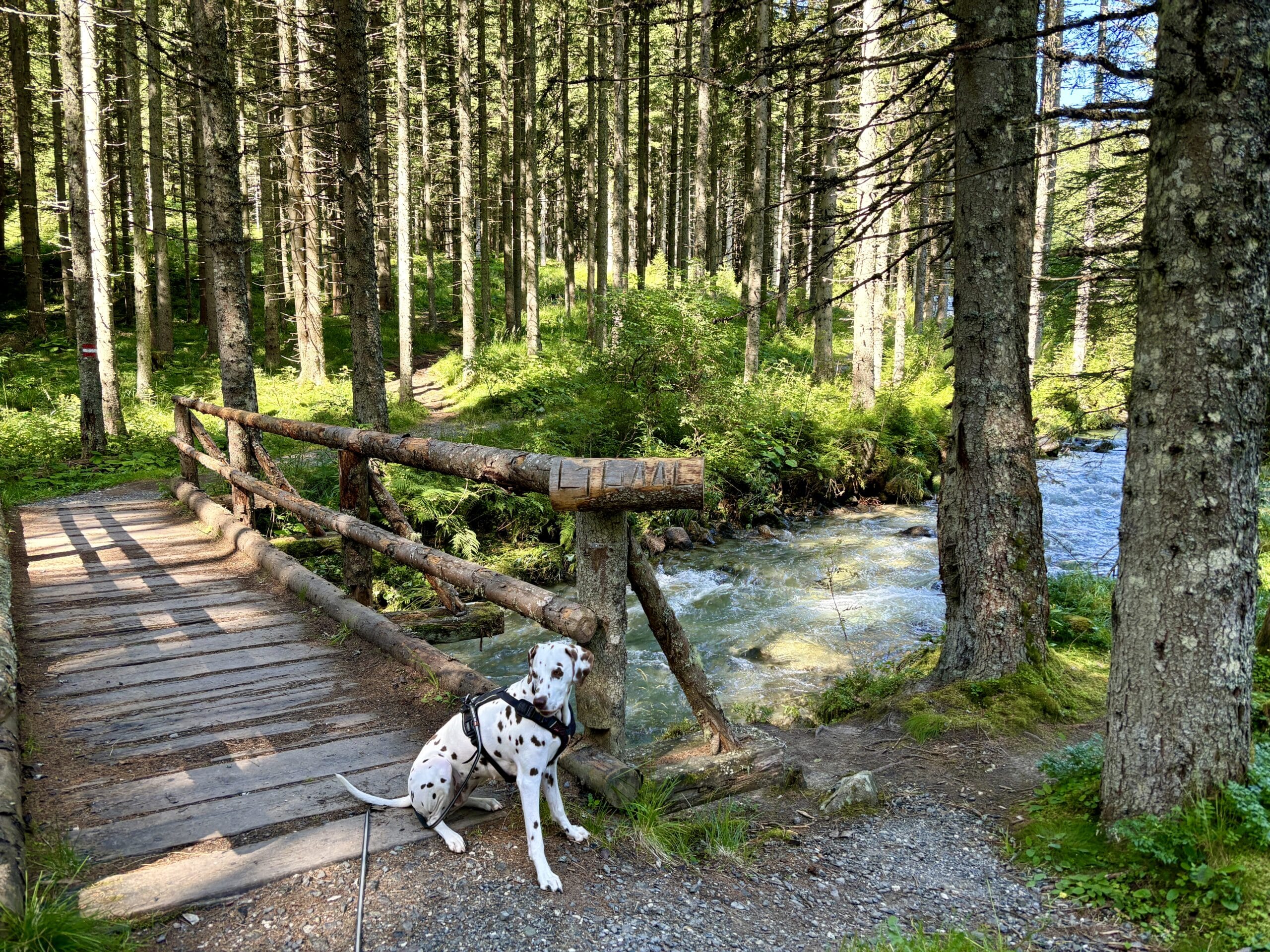 Hund sitzt bei Holzbrücke an einem Bach im Wald