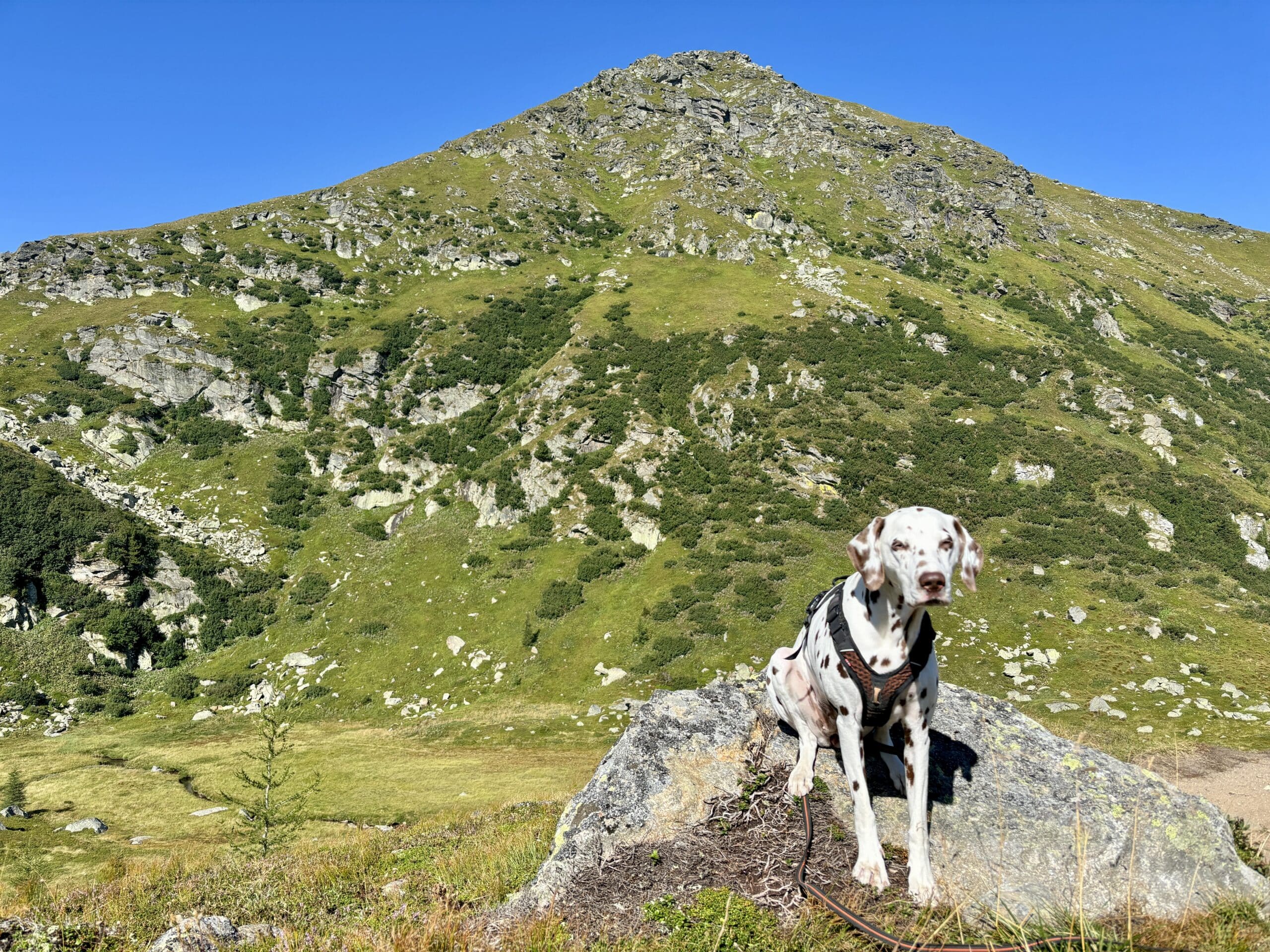 Dalmatiner sitzt in alpinem Gelände