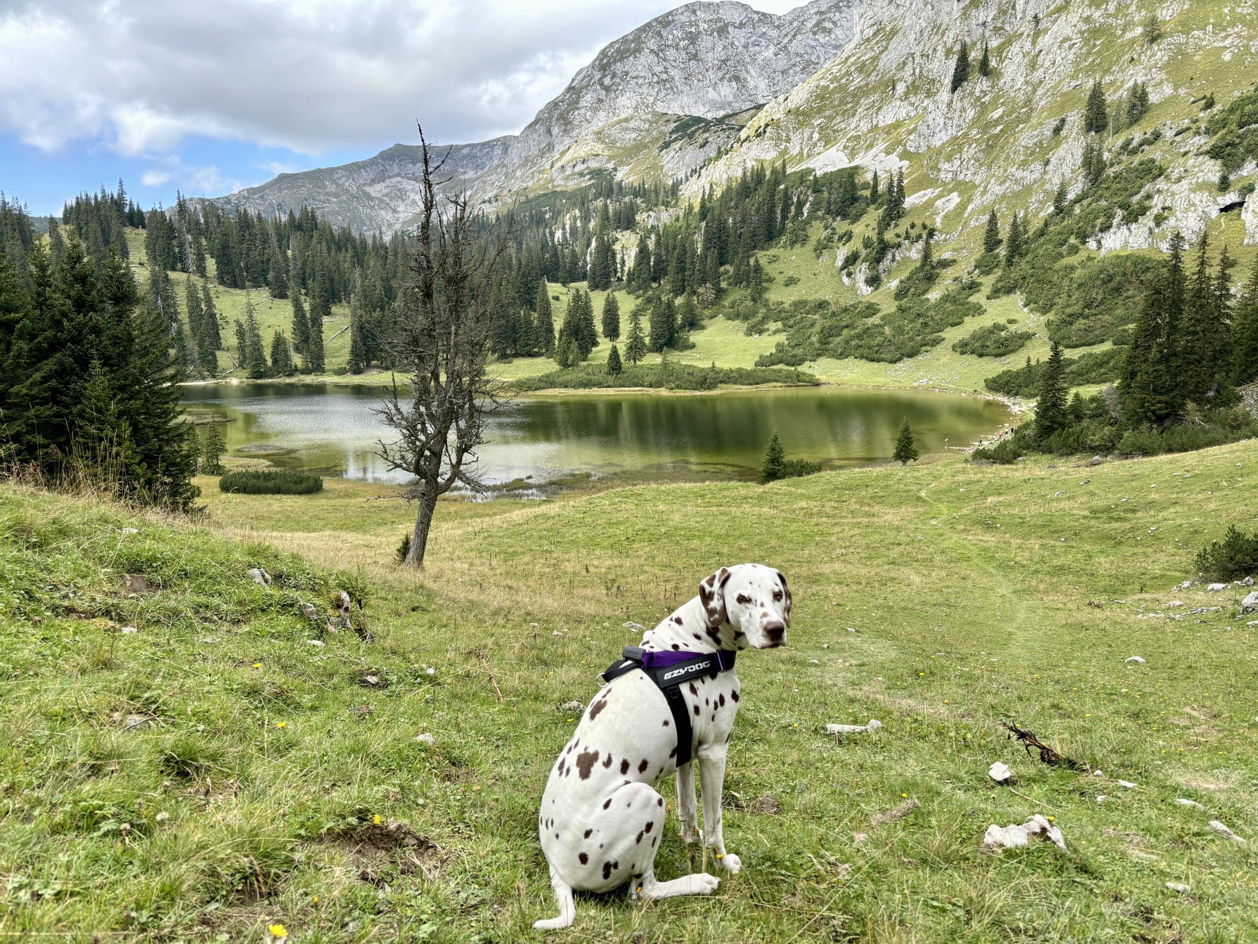 Hund sitzt nahe einem Almsee