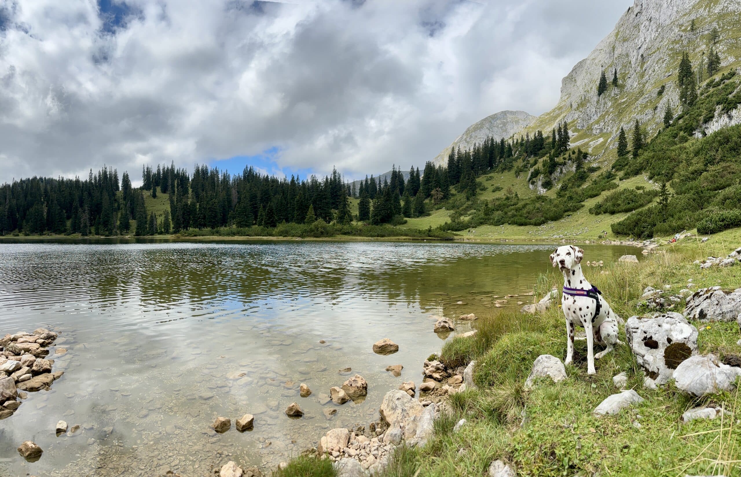 Hund sitzt bei Bergsee