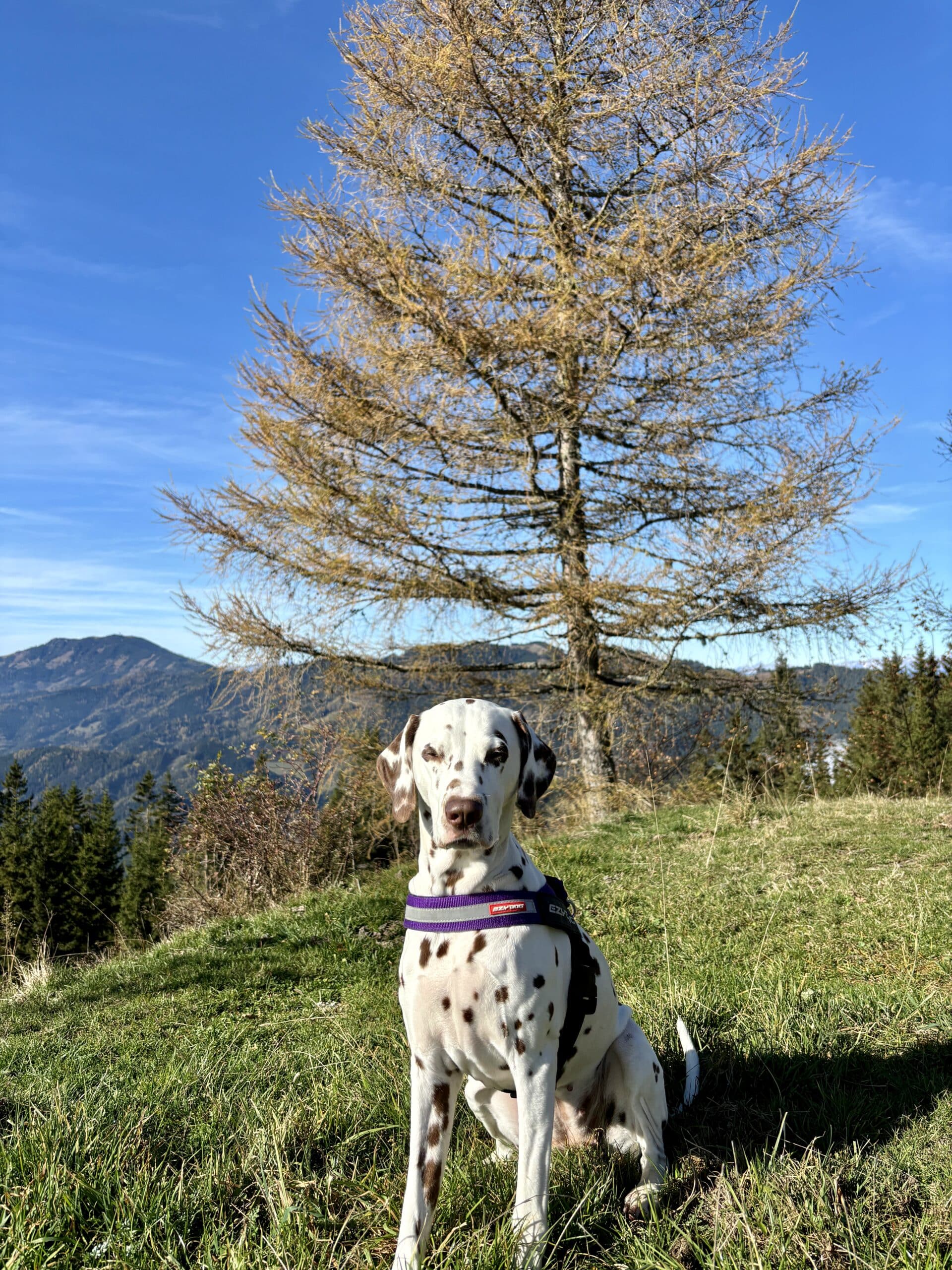 Hund (Dalmatiner) sitzt in Wiese auf Alm