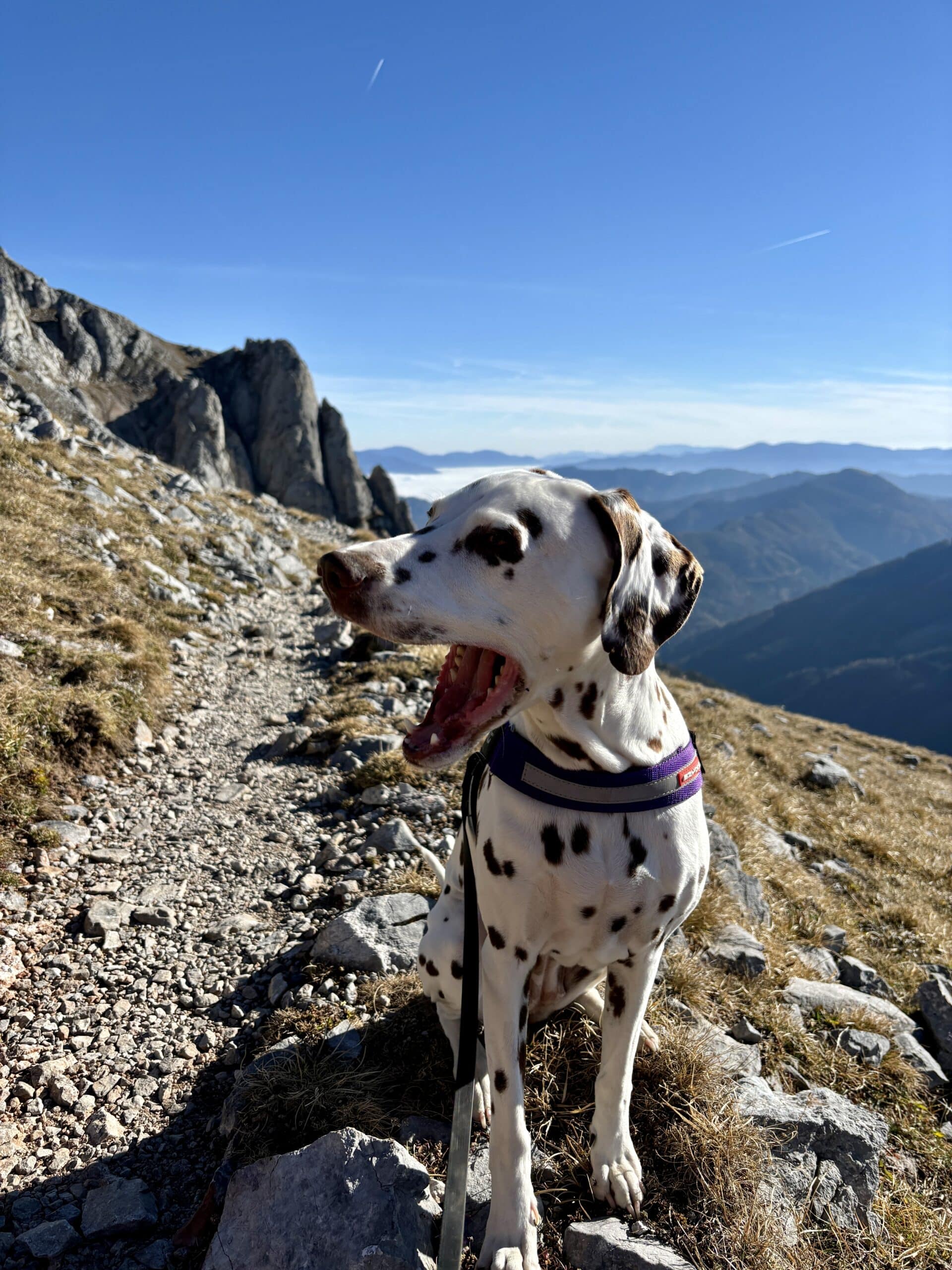 Hund - Dalmatiner sitzt auf alpinem Wandersteig und gähnt