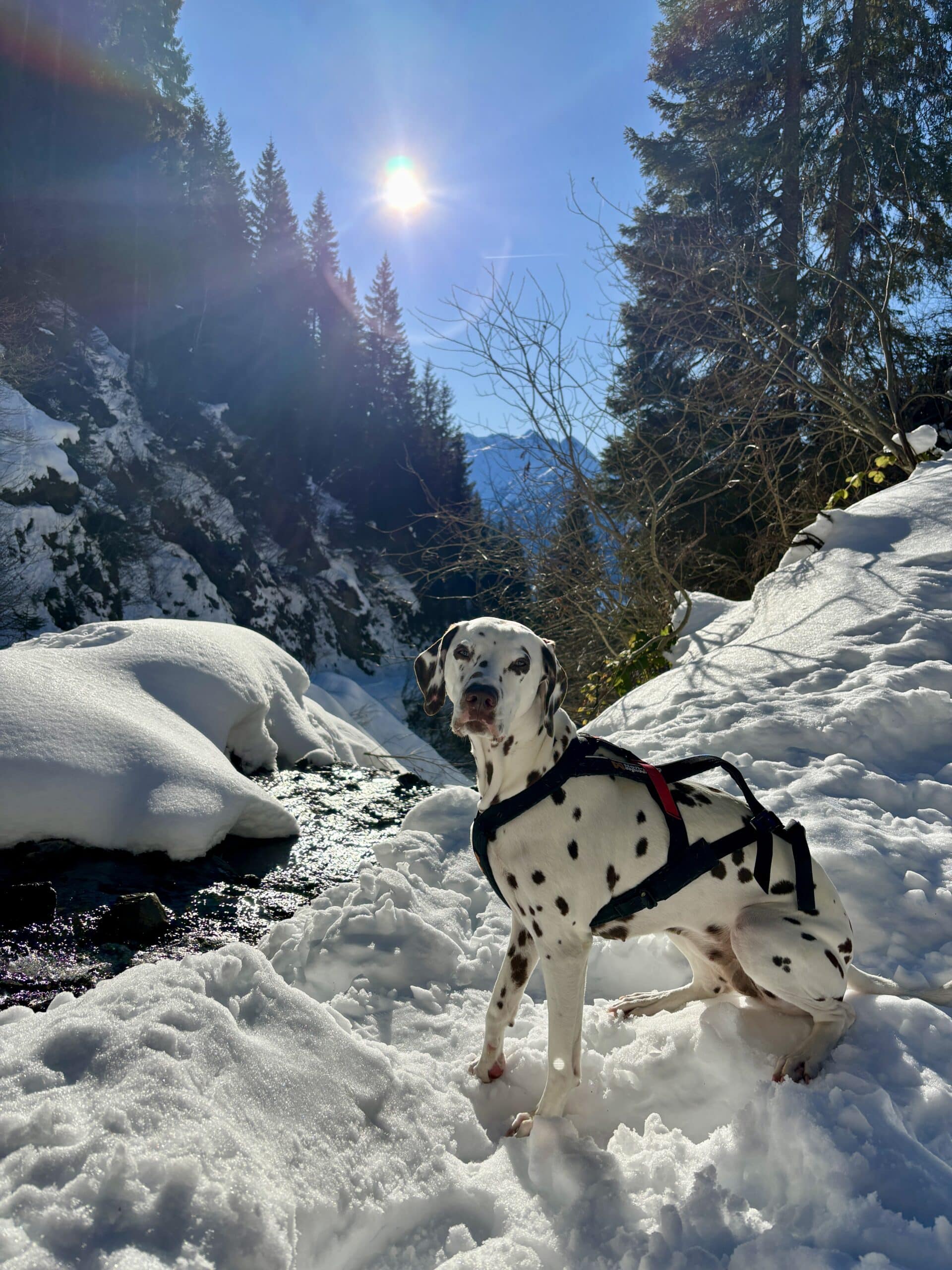 Hund sitzt bei Bach; rundherum alles schneebedeckt; blauer Himmel