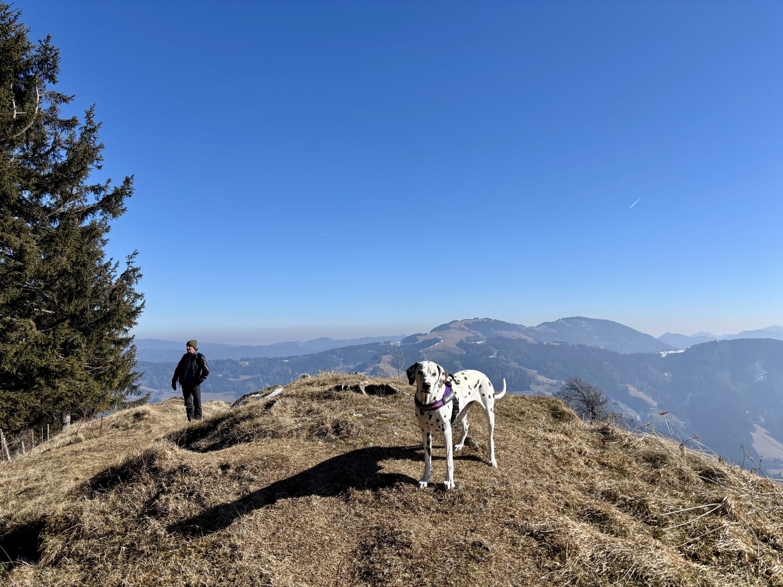 Hund (Dalmatiner) steht auf Alm, im Hintergrund wandert Mann.