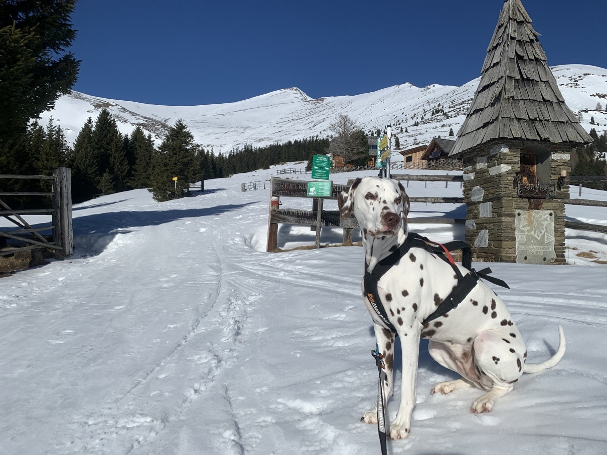 Hund (Dalmatiner) sitzt im Schnee auf einem Berg