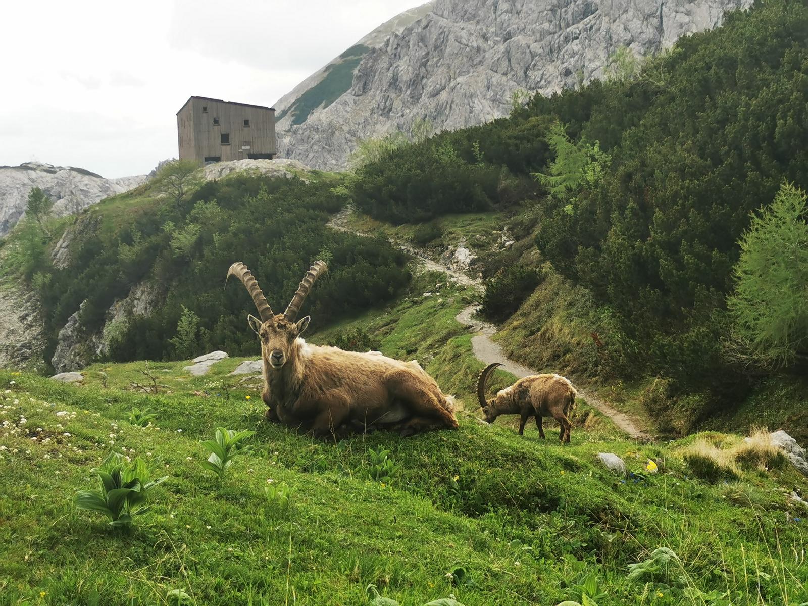 Steinbock liegt in Gras; Steinböcke im Hintergrund und moderne Berghütte