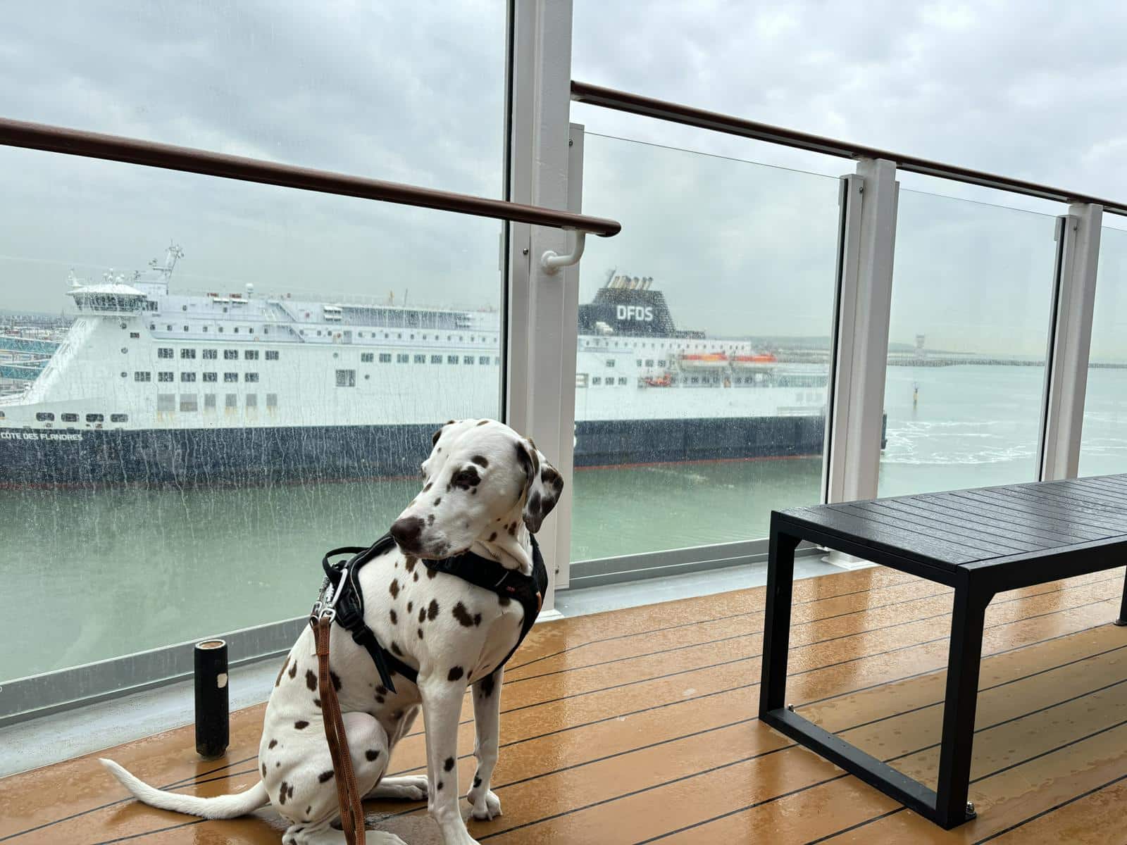 Hund (Dalmatiner) sitzt am Deck einer Fähre; Regenwetter