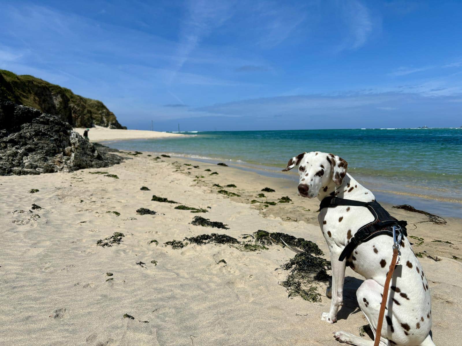Hund sitzt auf weißem Strand, umgeben von türkis-blauem Meer