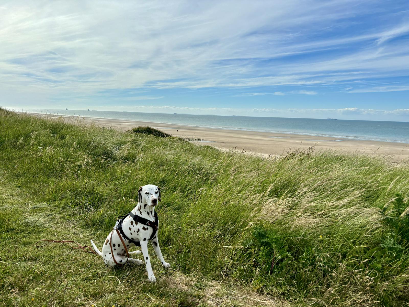 Hund sitzt in Wiese an einem langen breiten Strand