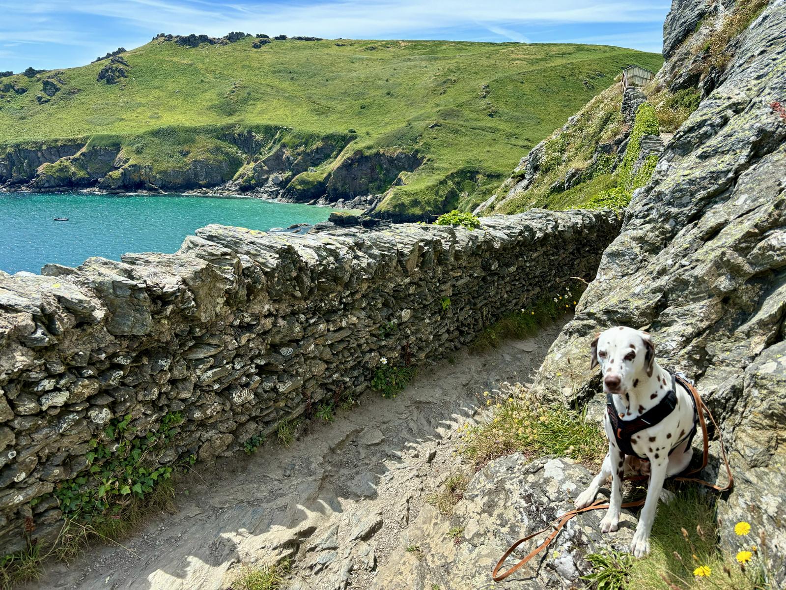 Hund sitzt an Pfad an einem Küstenwanderweg; grün bewachsene Felsen und Wiesen, Steinmauer