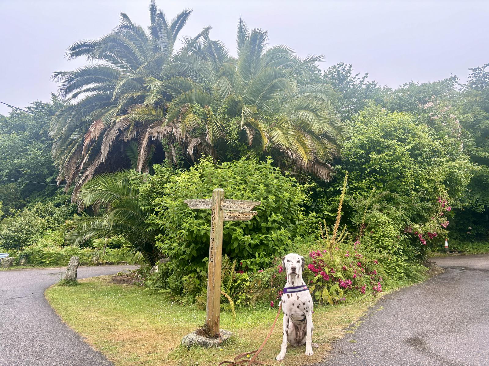 Hund sitzt bei Regenwetter vor Palmen