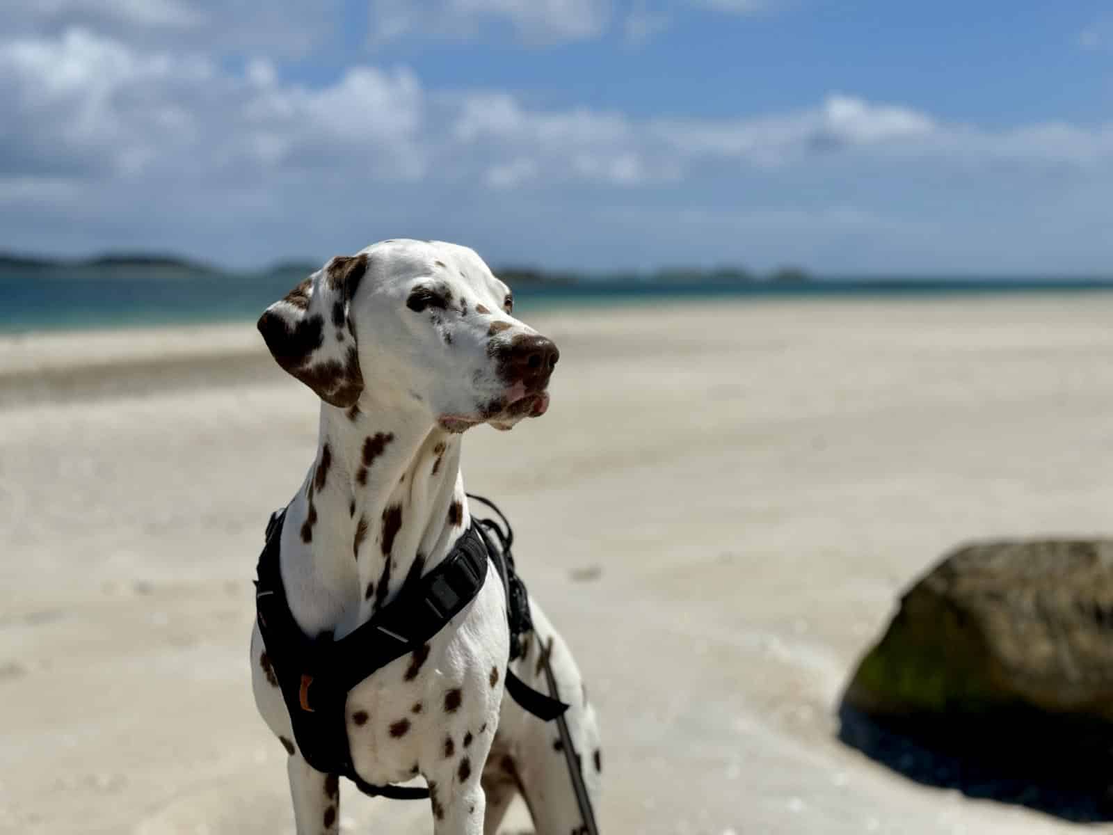 Dalamtiner-Hund an einem weißen Strand