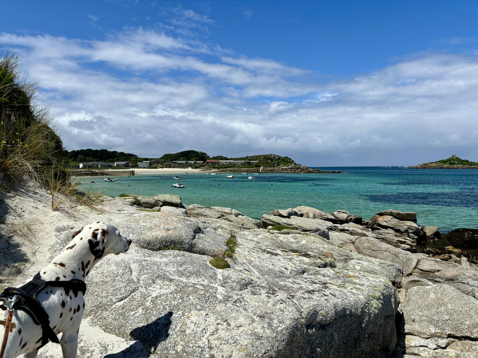 Blaue Lagune Meer; Hund (Dalmatiner) steht auf hellen Felsen und blickt aufs Meer