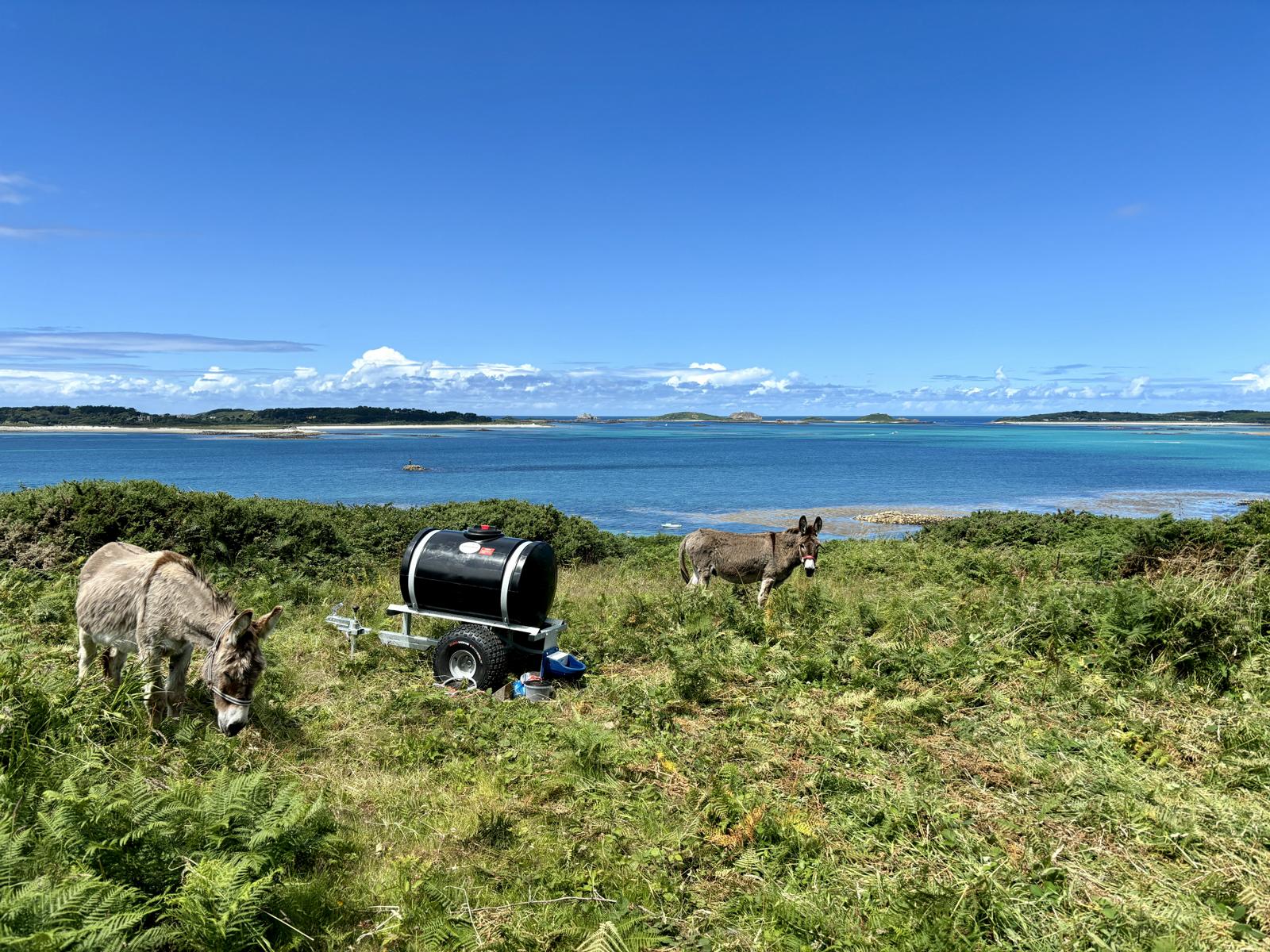 Zwei Esel grasen in Wiese; im Hintergrund blaue Lagune, Meer