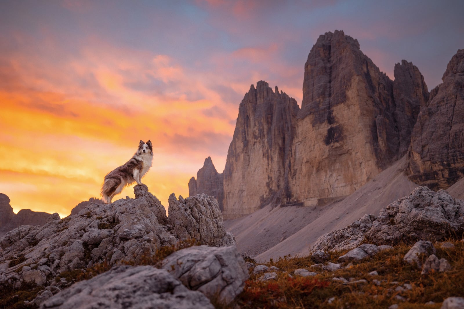 Hund steht auf Felsen bei Sonnenuntergang; im Hintergrund felsige Bergwände