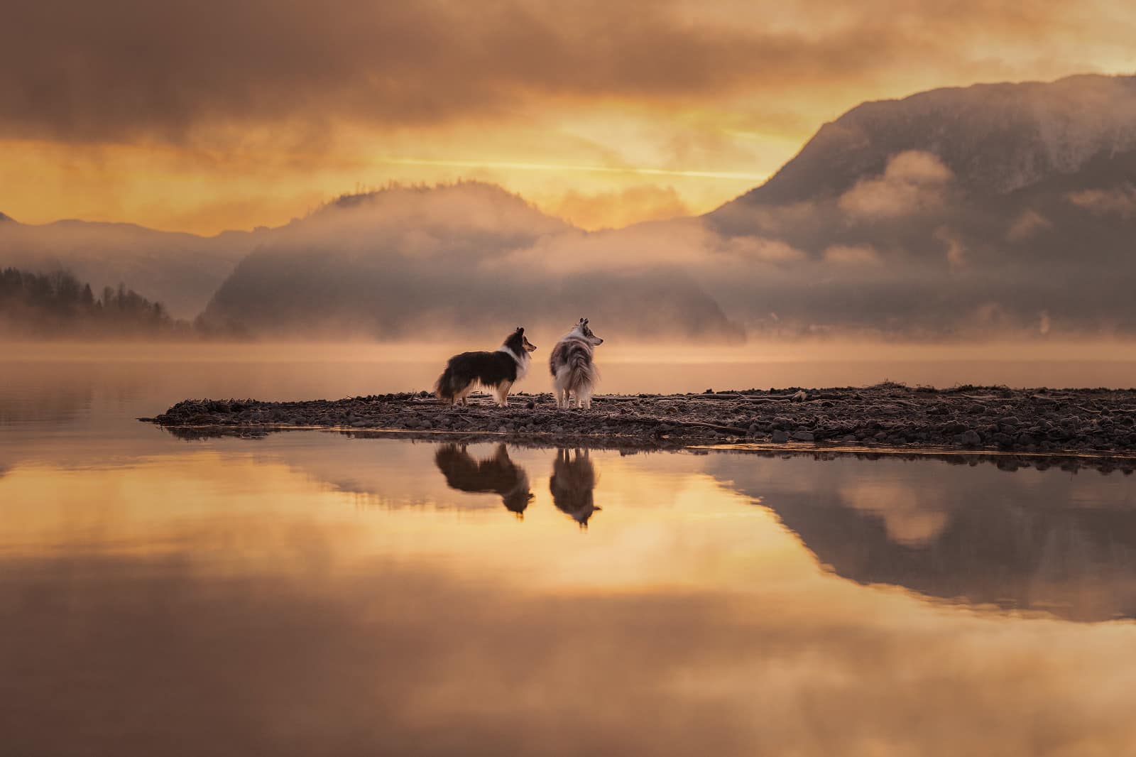Zwei Hunde stehen bei Sonnenuntergang bei einem Bergsee; Landschaft in oranges Licht getaucht