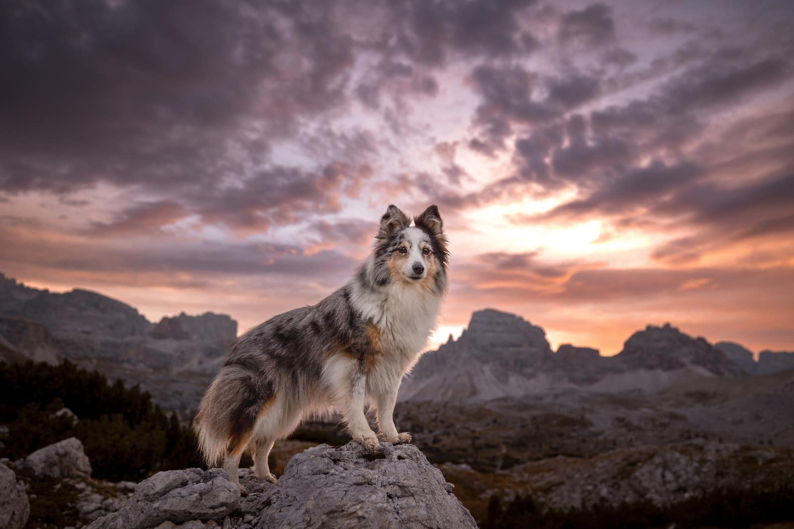 Hund steht auf einem Felsen, magische Stimmung am Himmel, Wolken in Violett getaucht