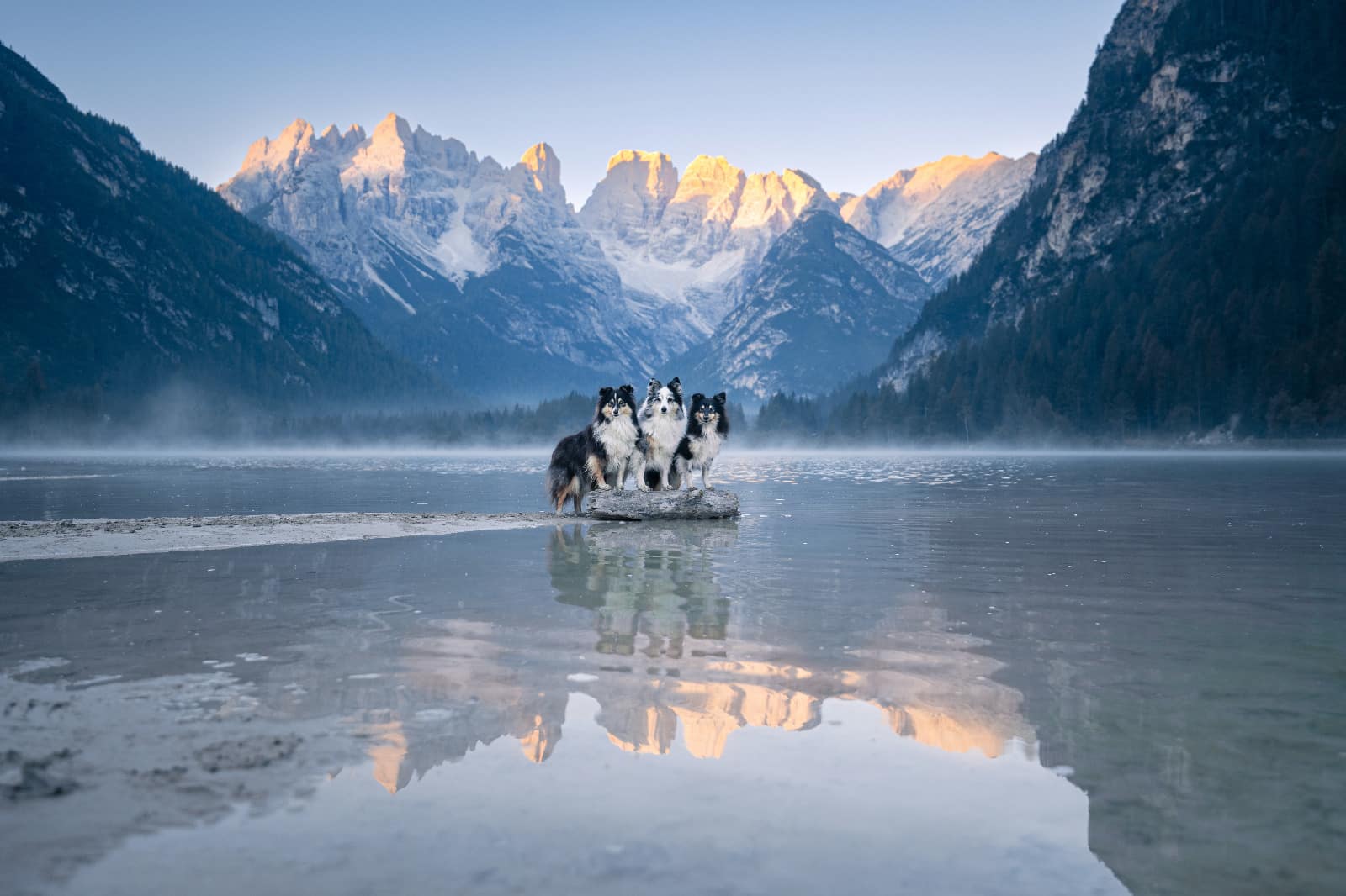 Drei Hunde stehen auf Felsen im Wasser; umrahmt von Bergwelt