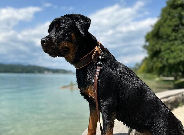 Hund, ein Rottweiler, steht am Seeufer in Pörtschach.