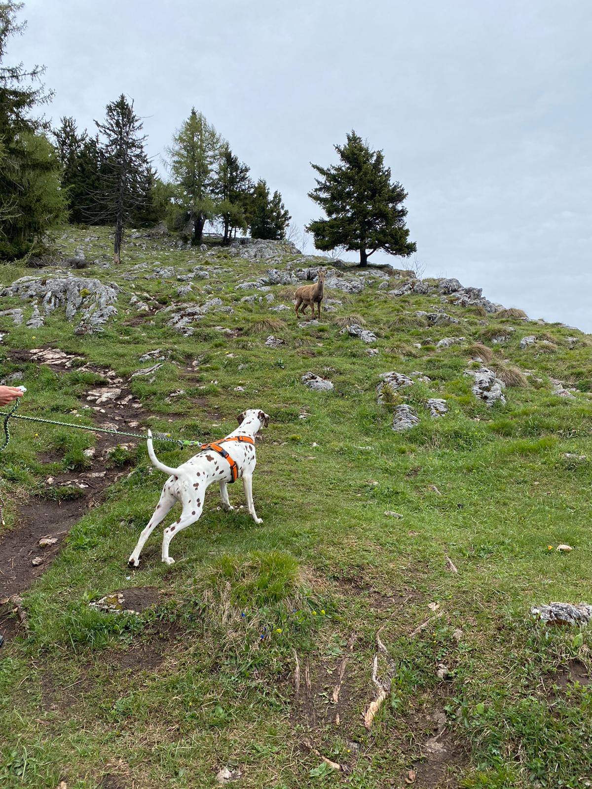 Dalmatiner steht in Almwies und blickt auf Steinbock
