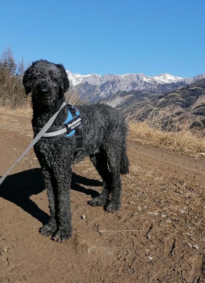 Schwarzer Pudel steht in Berglandschaft