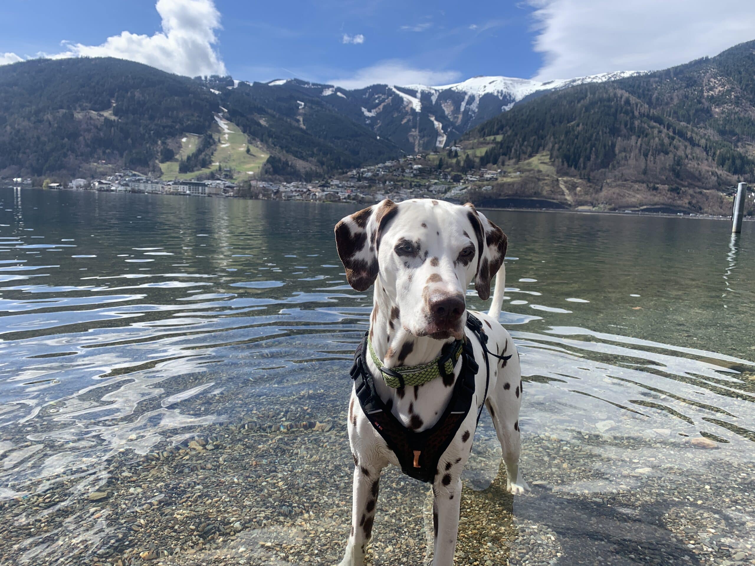 Hund (Dalmatiner) steht mit Pfoten in einem See. Berge im Hintergrund.
