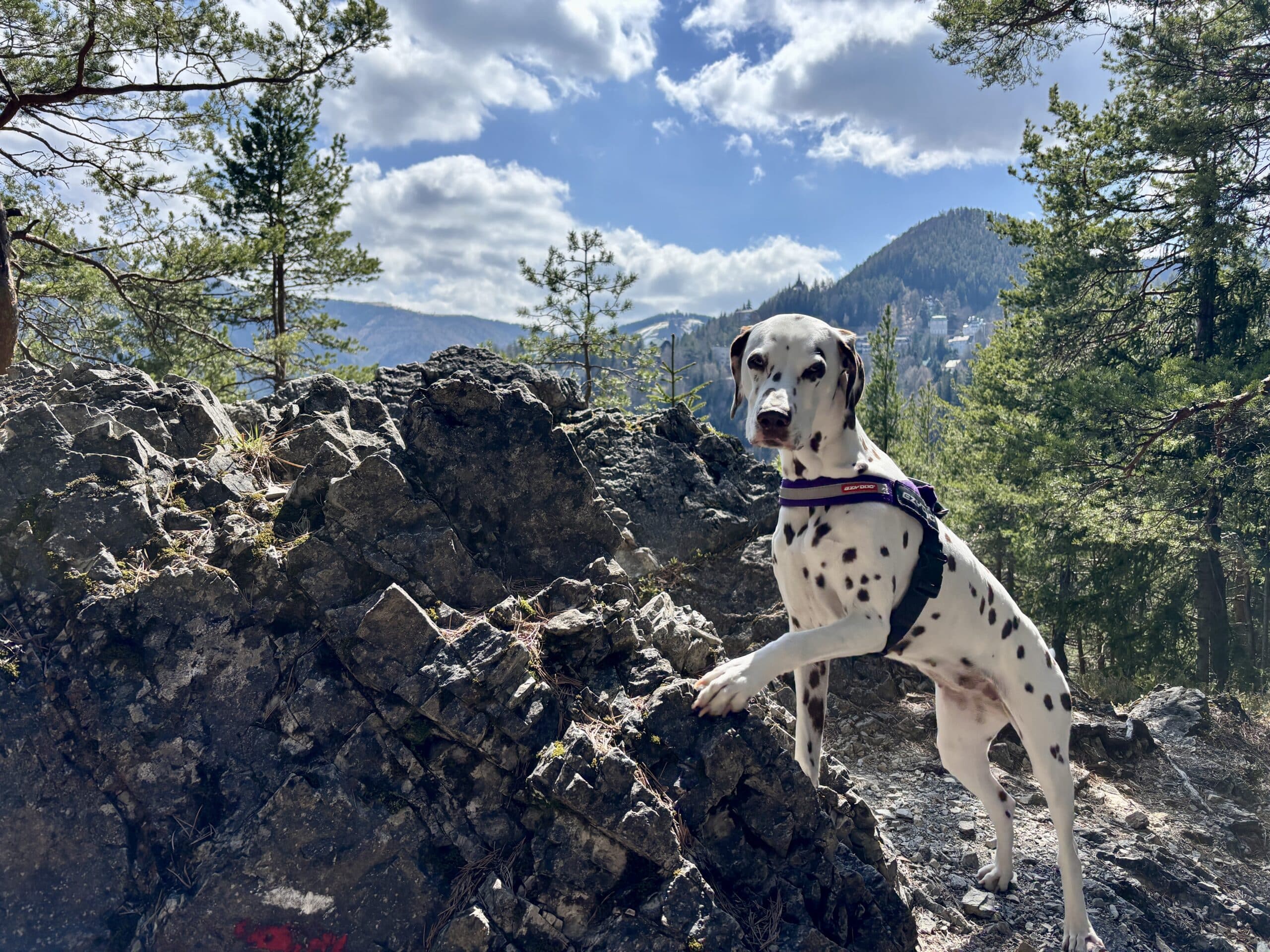 Dalmatiner-Hund steht auf Felsen; Wandern mit Hund am Semmering