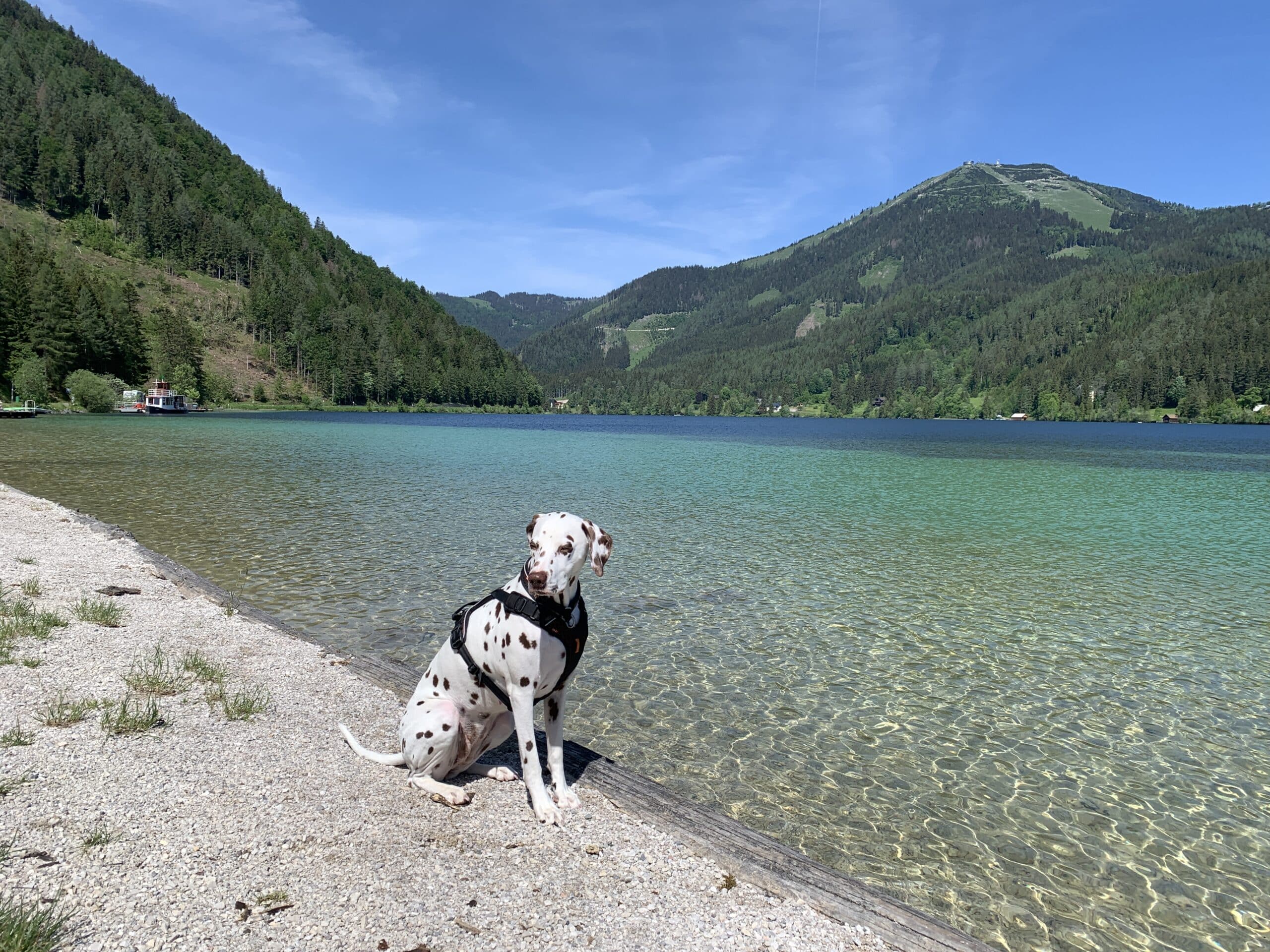 Hund sitzt an weißem Strand ein einem See
