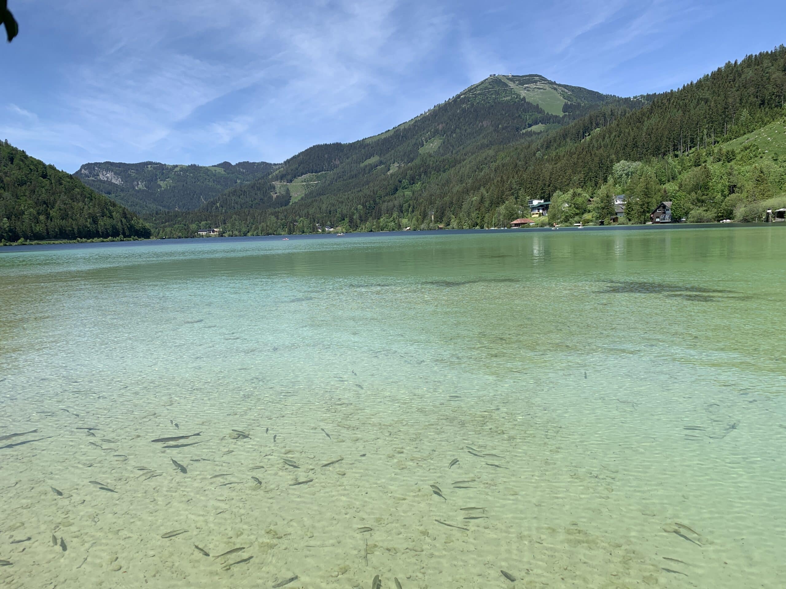 Bergsee, klares Wasser, Fische